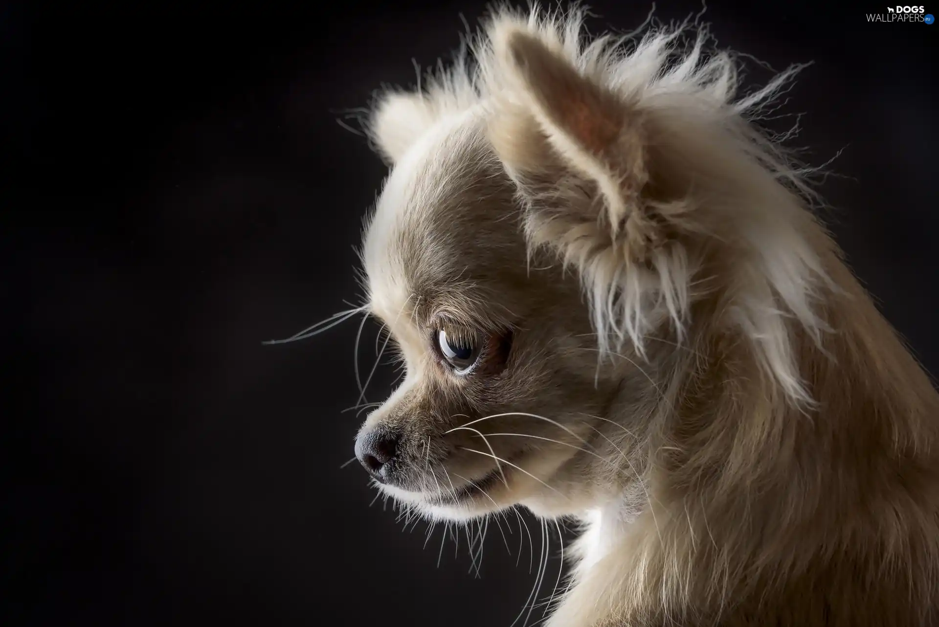 puppie, Chihuahua, honeyed