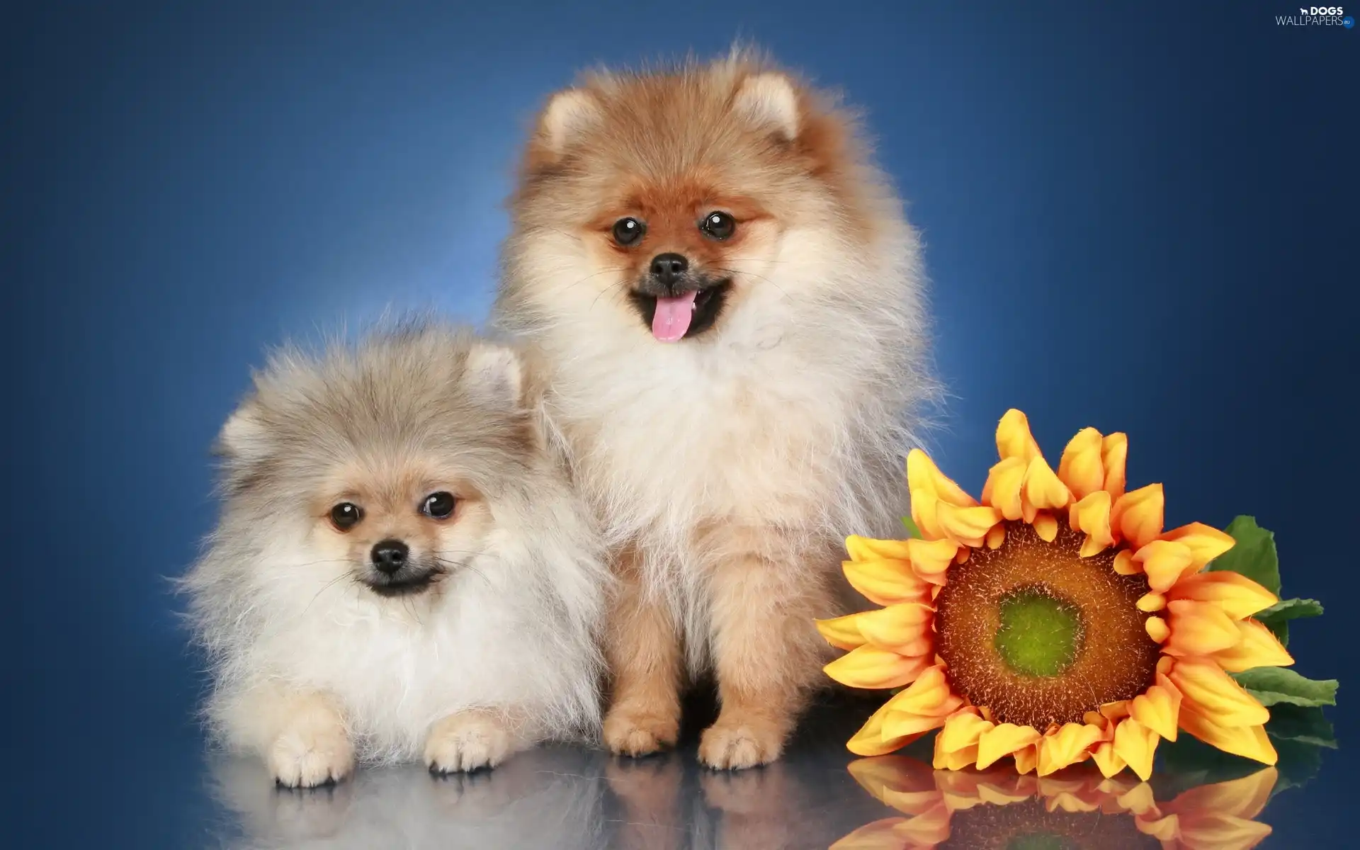 Pomeranian, puppies