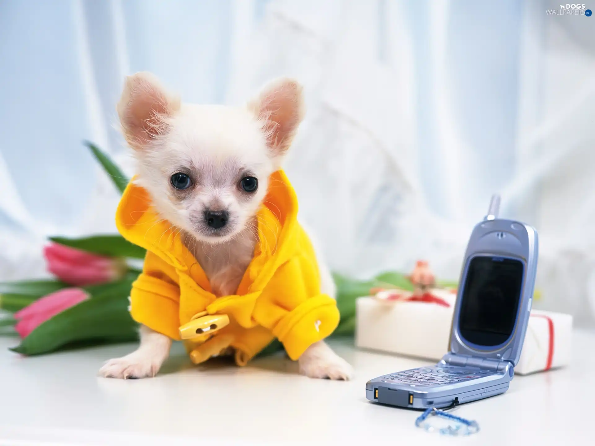 Chihuahua, cellular, Puppy, Telephone