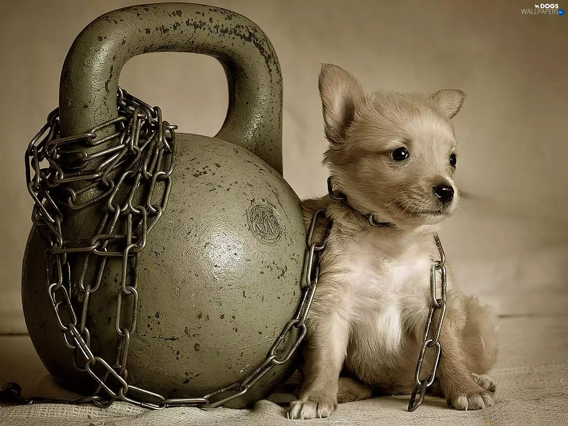 Puppy, Orb, chain, Chihuahua