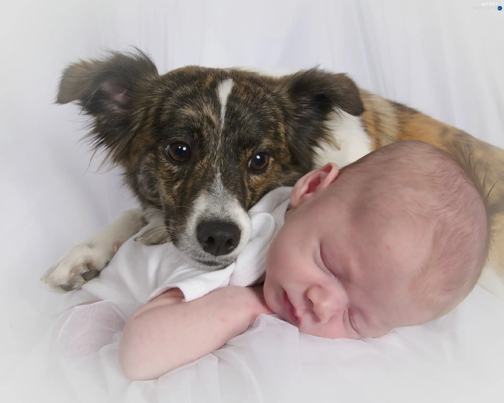 Chihuahua, dog, Sleeping, Baby