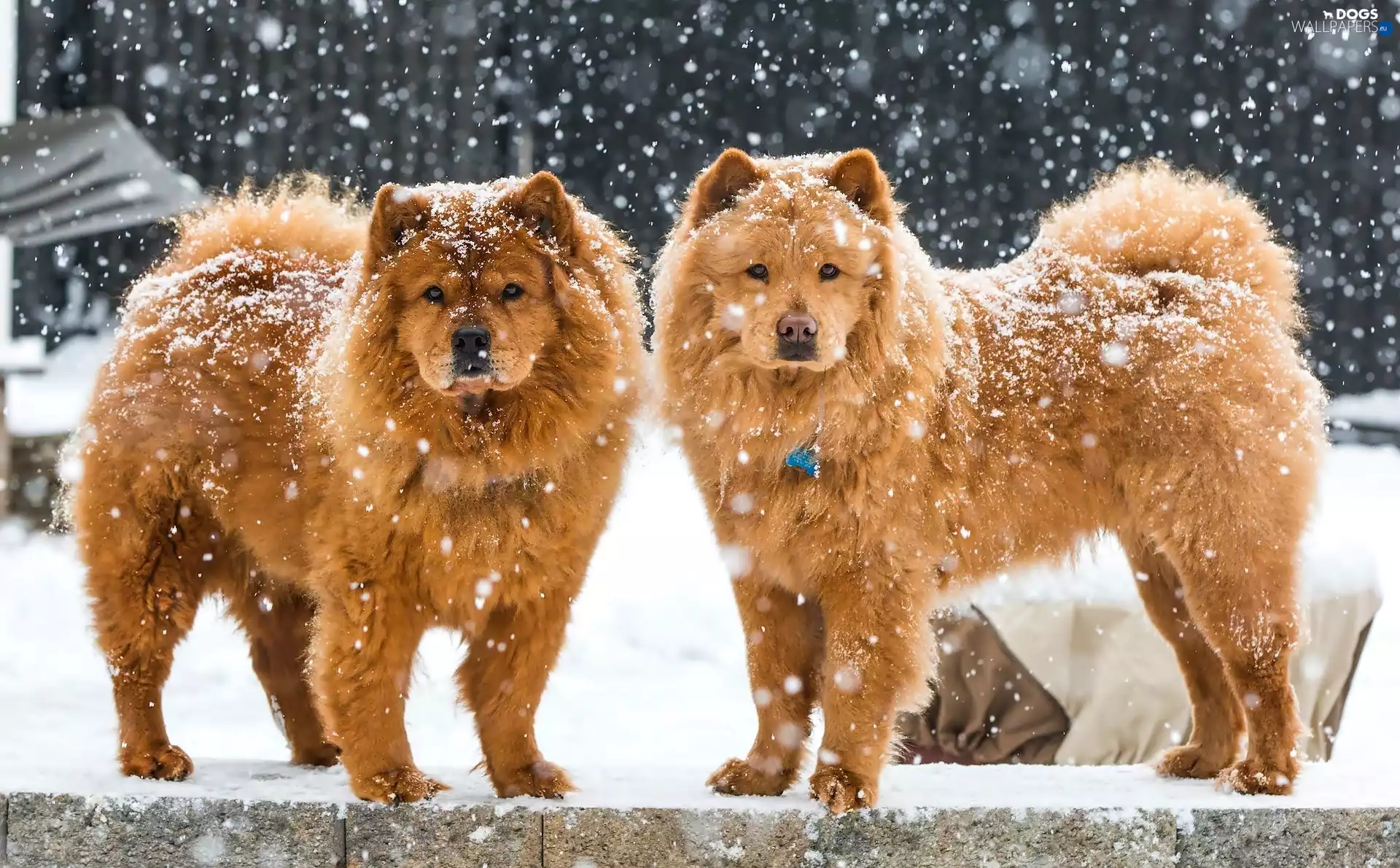 winter, Dogs, Chow chow, Two cars