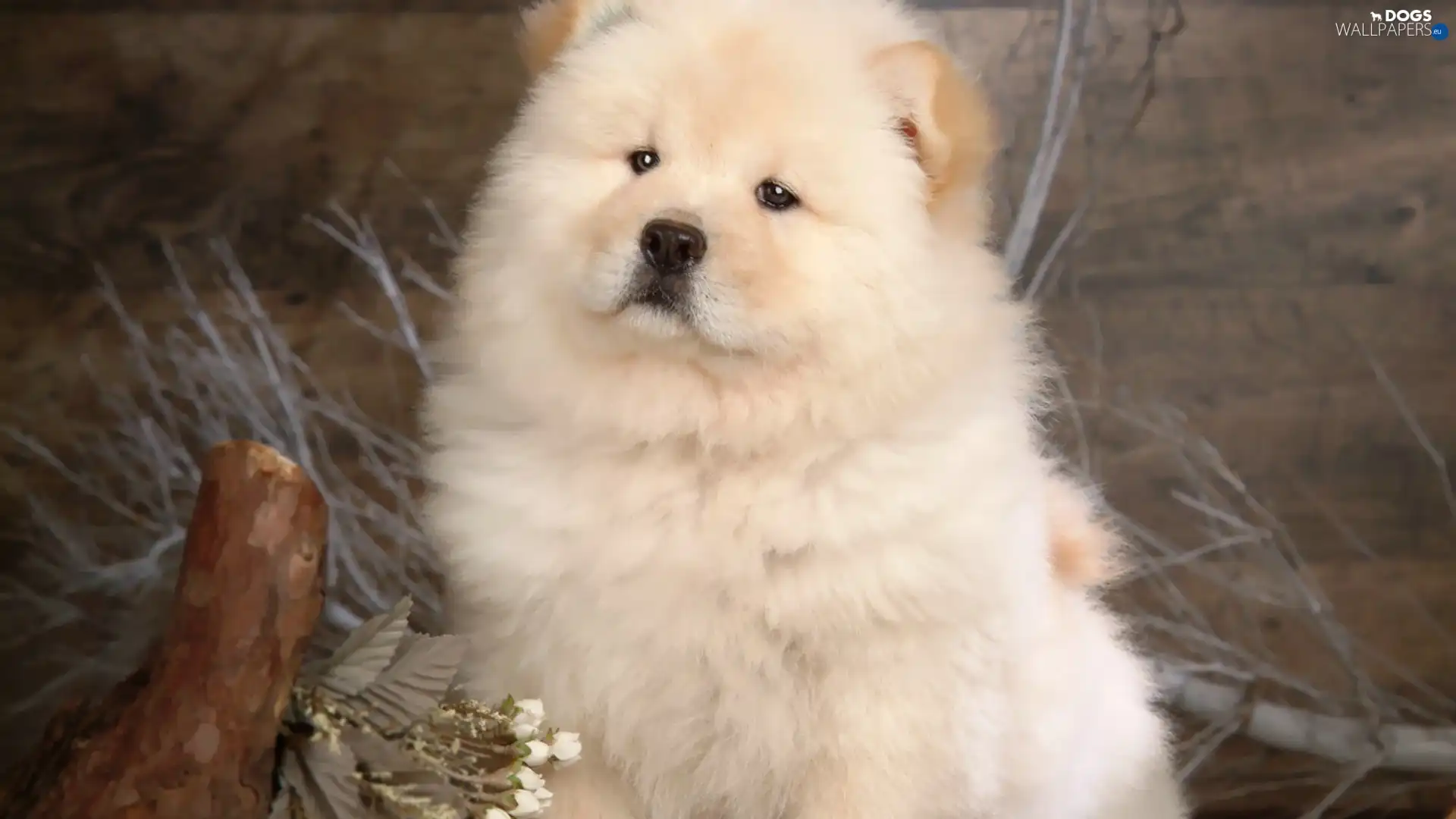 Chow, Chow, proud
