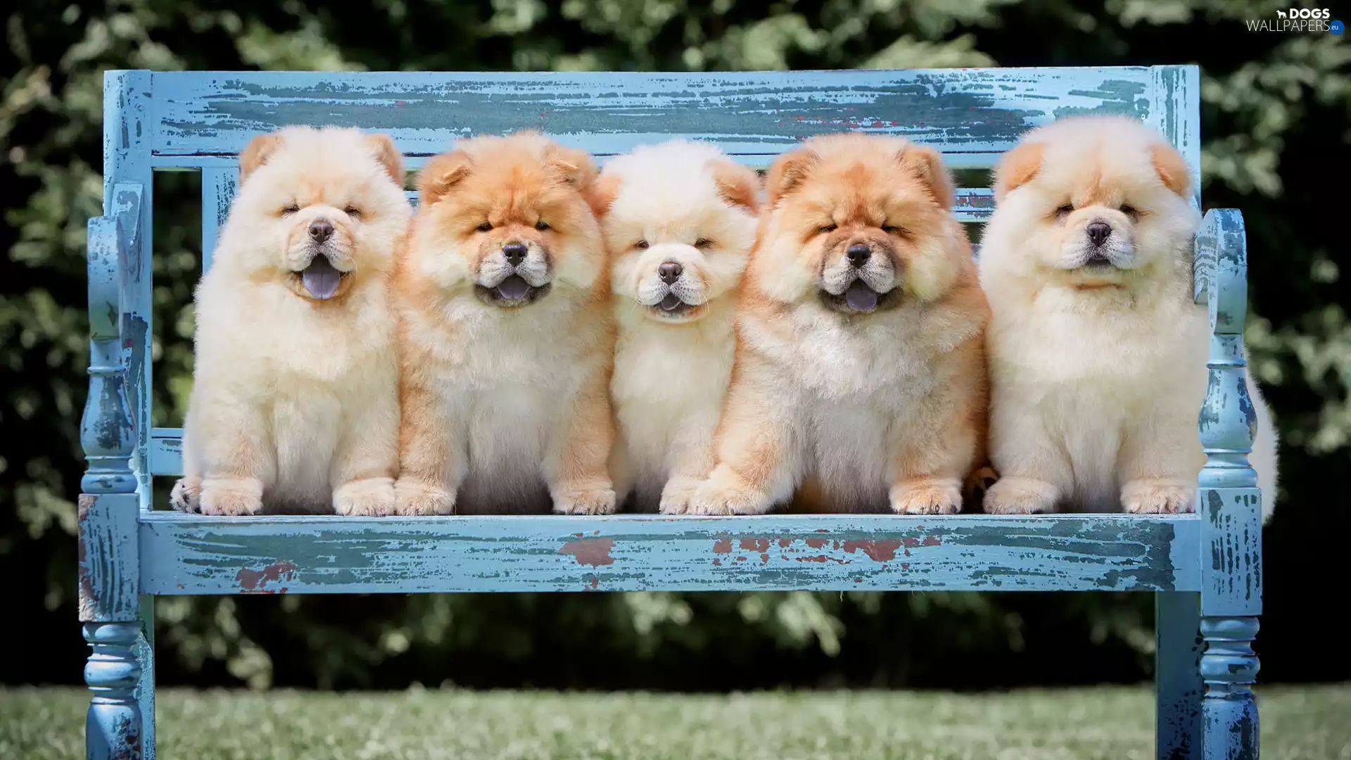 five, Chow chow, Bench, puppies