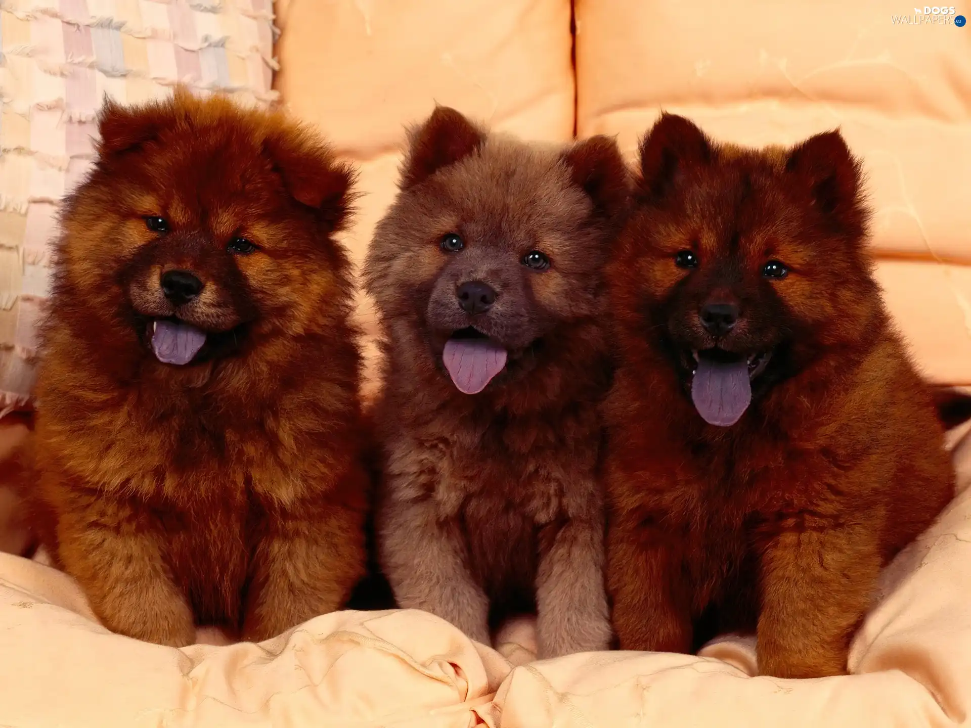 Chow chow, puppies