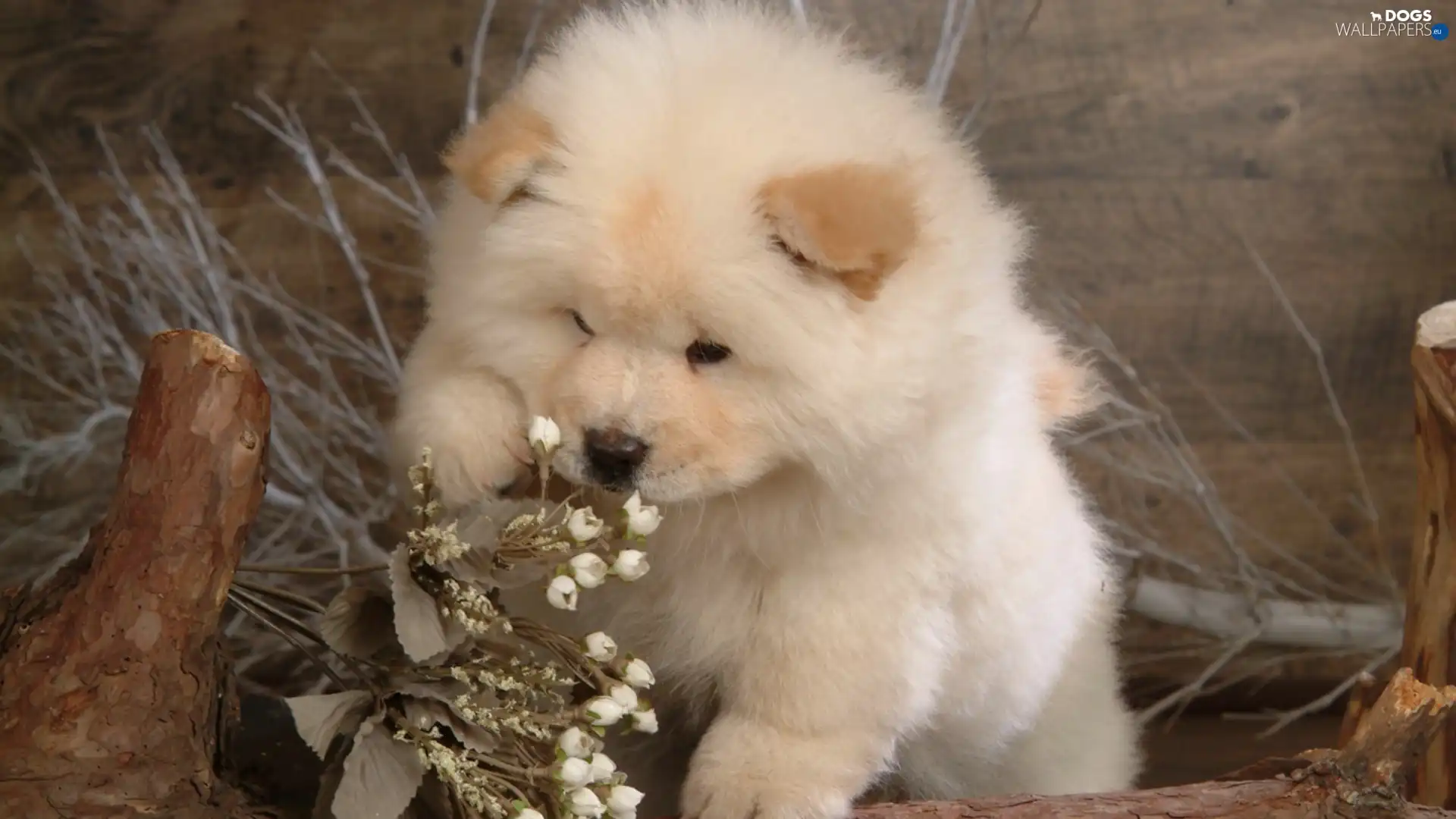 Chow, puppie, small, Chow, White Dogs wallpapers 1920x1080