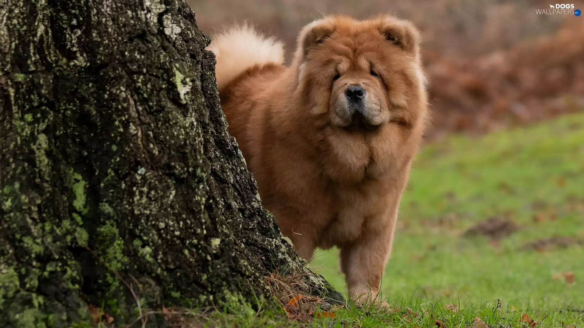 trees, viewes, Chow chow, trunk, dog