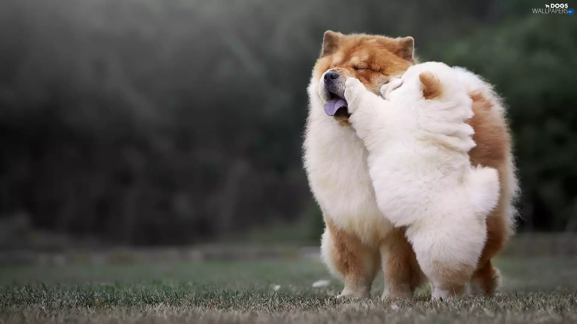 adult, Puppy, Dogs, Chow chow, Two cars