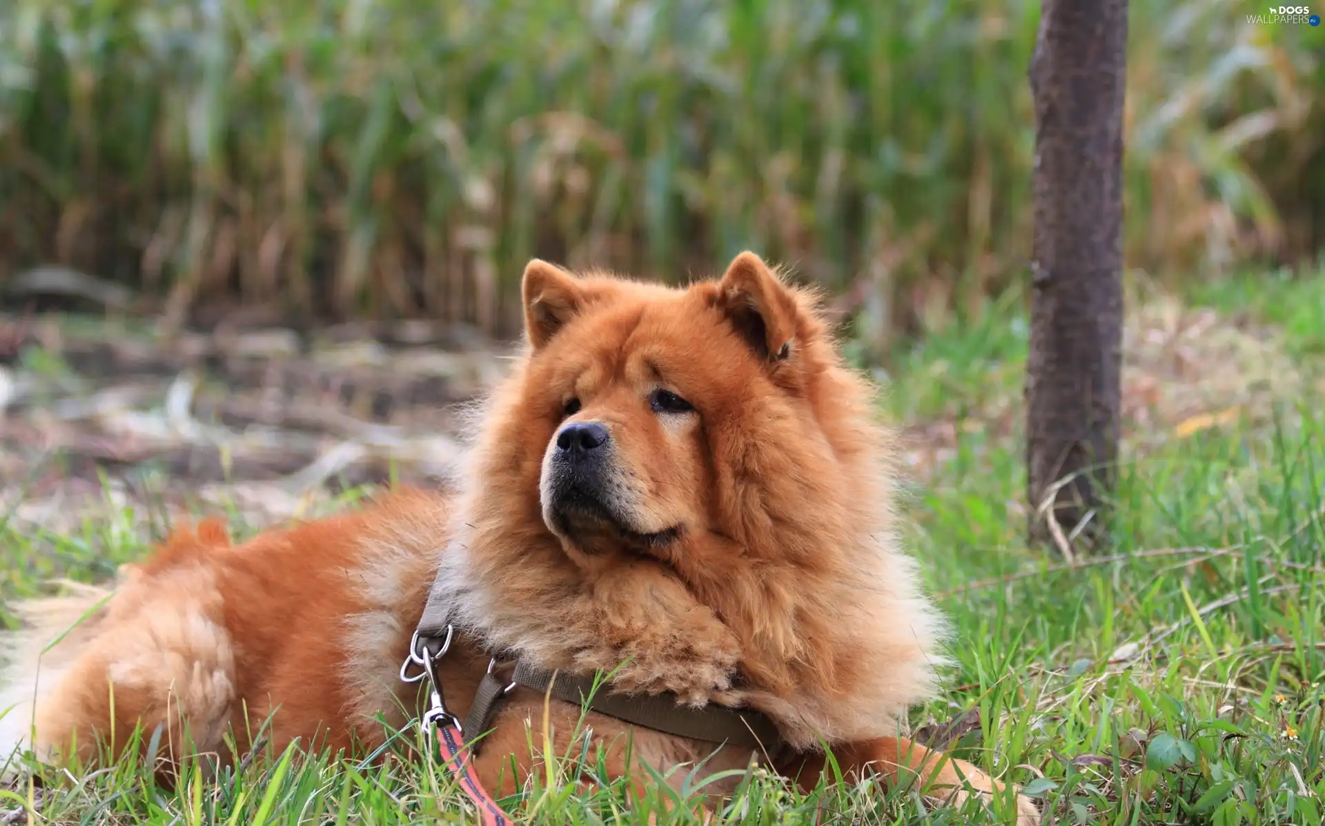 Chow chow, grass, dog