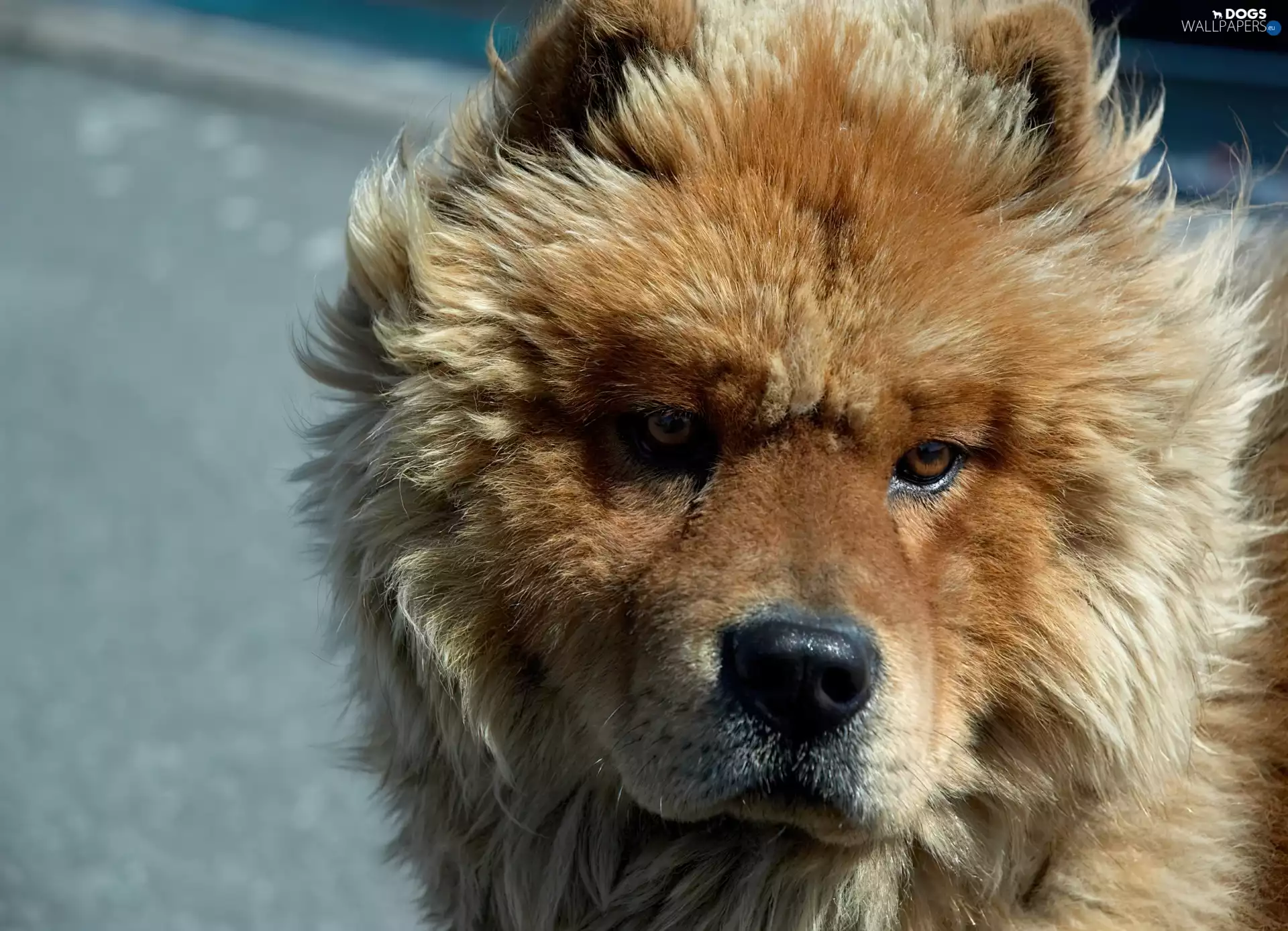 mouth, doggy, Chow chow