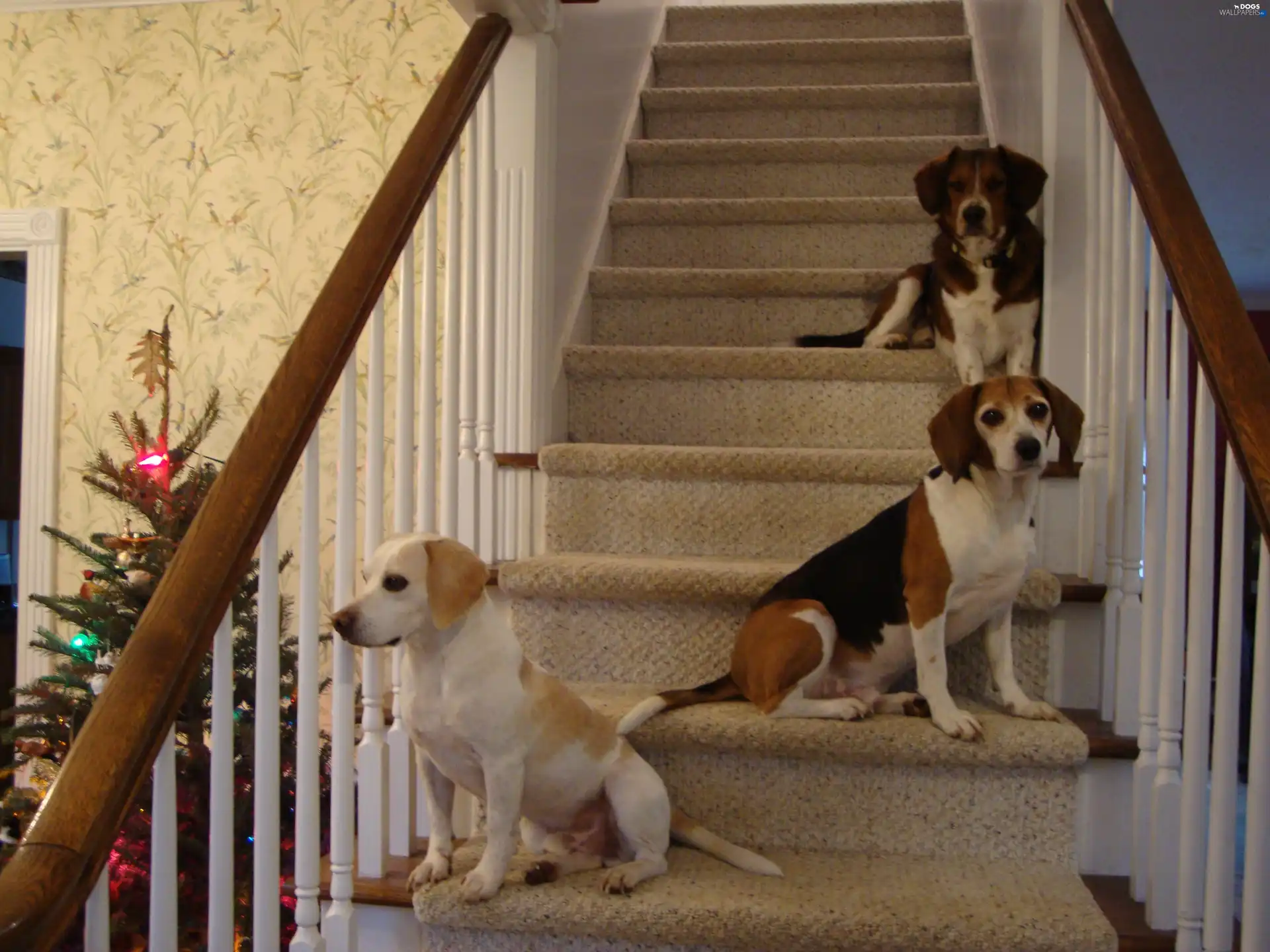 christmas tree, Stairs, Three, Beagle Harriery