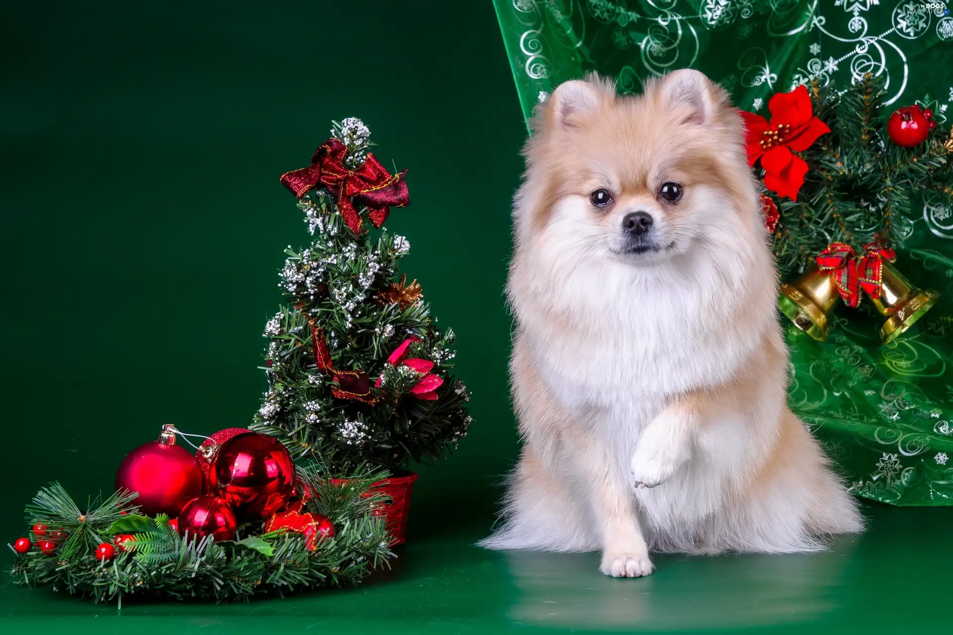 christmas tree, decor, point