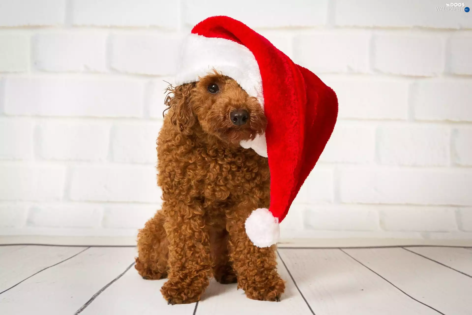 Christmas, dog, poodle