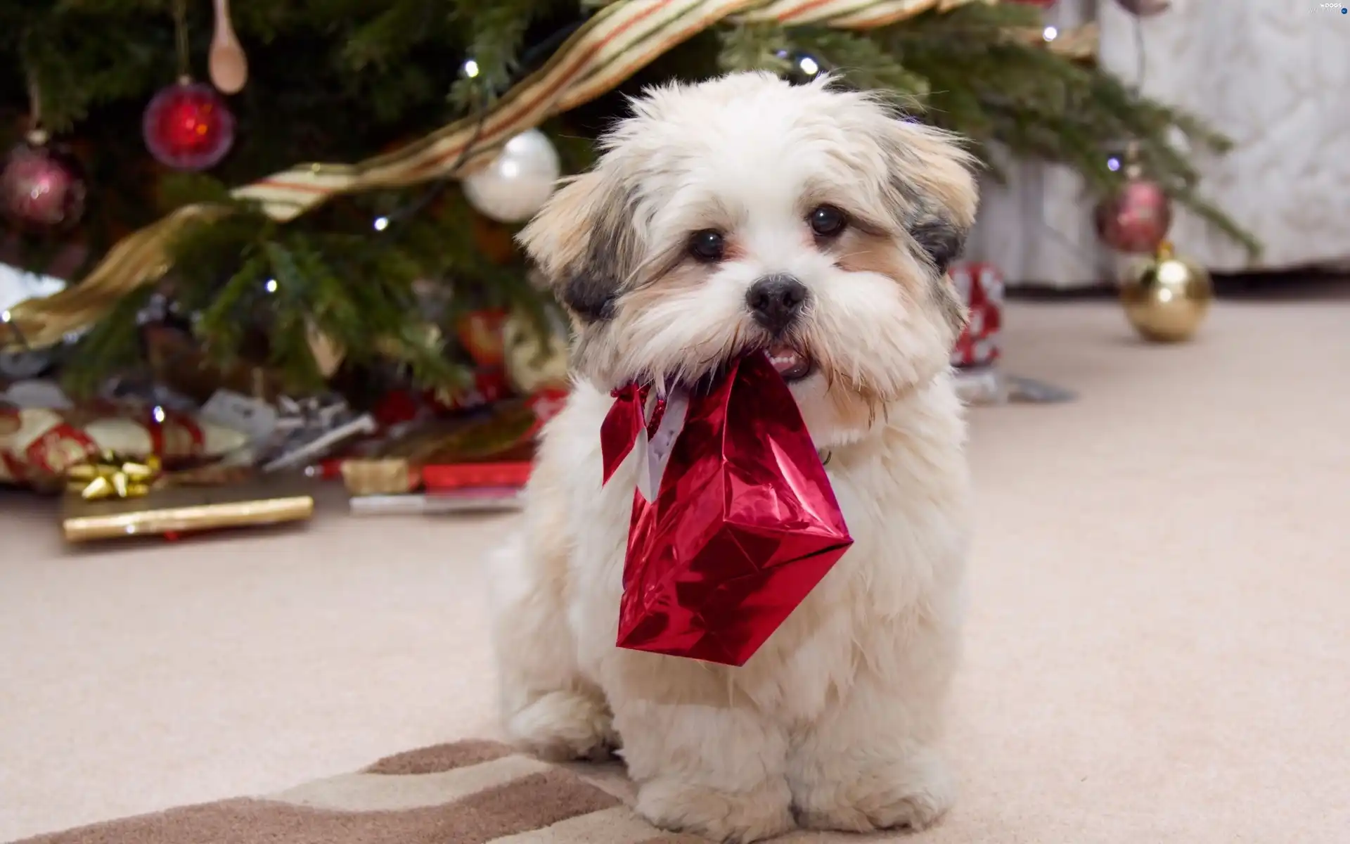 christmas tree, Present, dog
