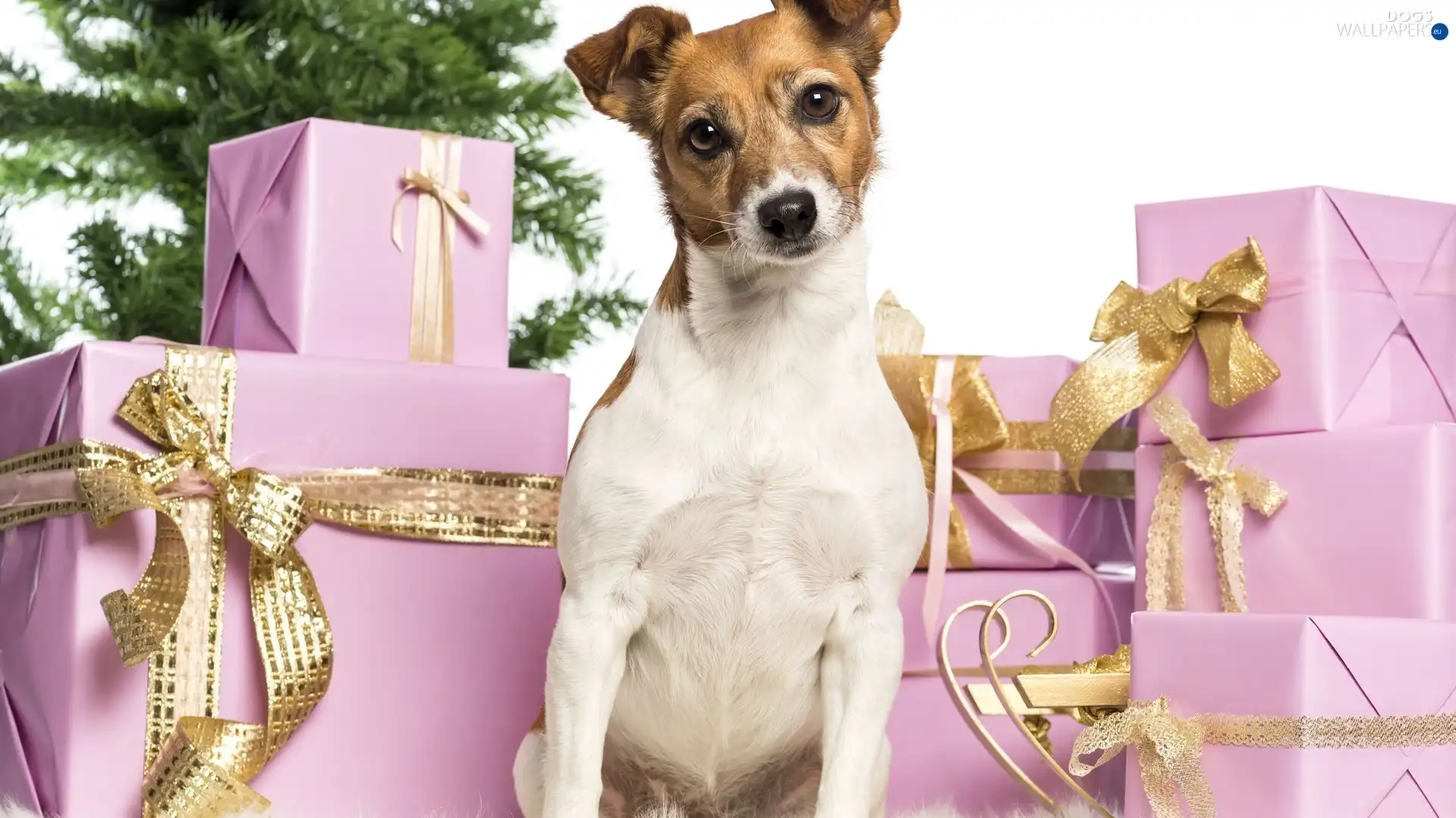 christmas tree, gifts, Jack Russel Terrier