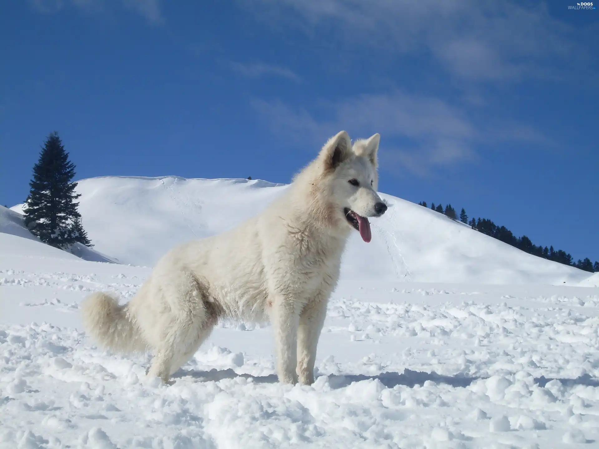 christmas tree, snow, Shepherd US-Canadian