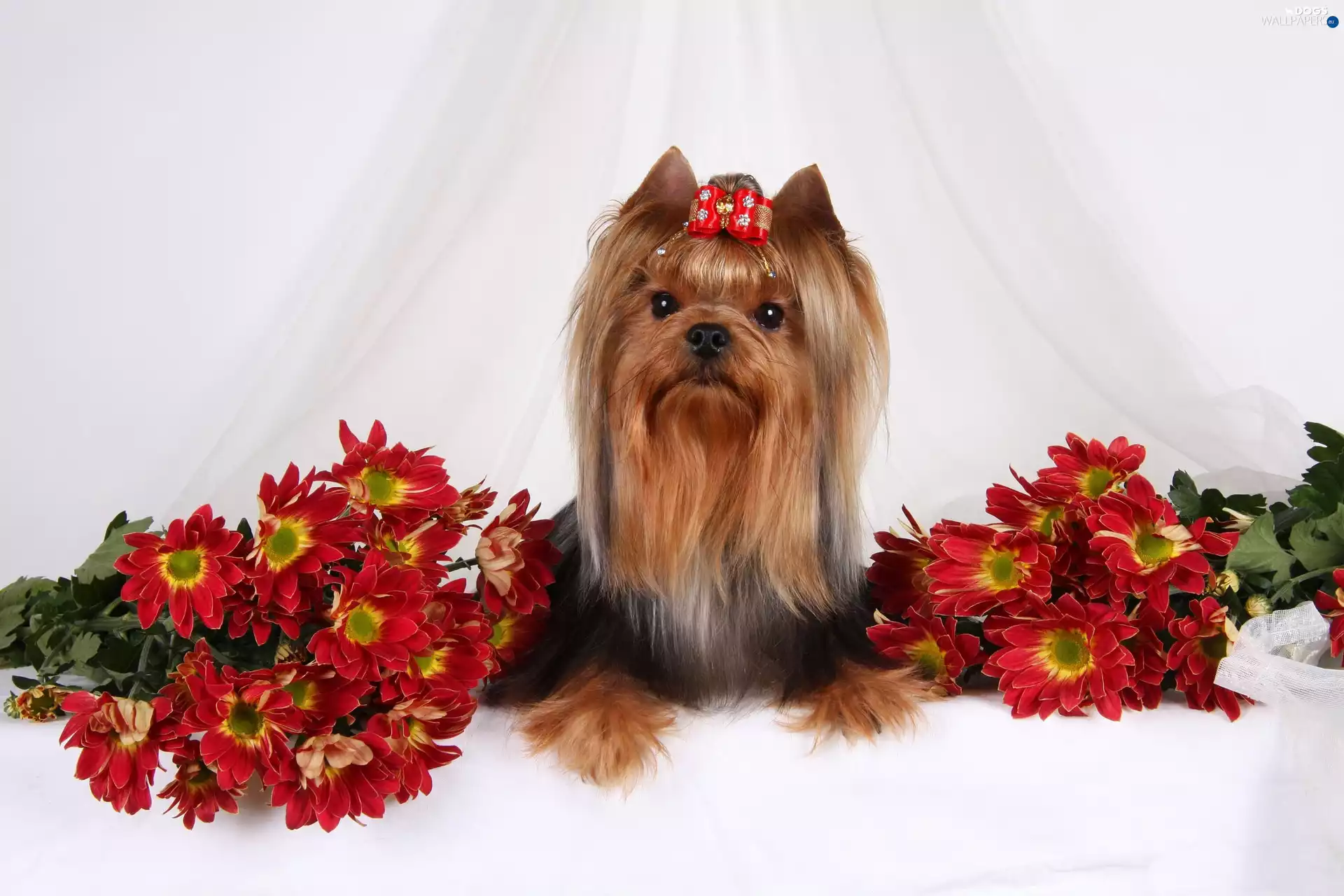 Chrysanthemums, Terrier, Loop