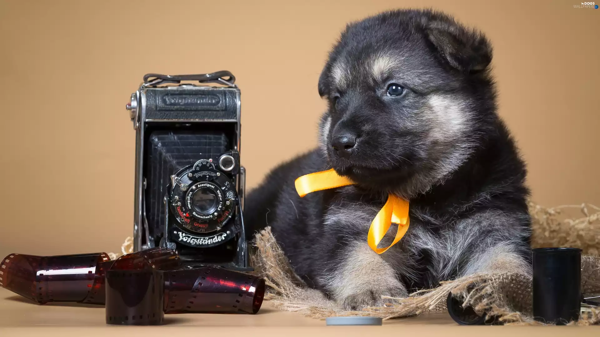 Camera, sheep-dog, Retro, german, puppie, photographic, Cliches