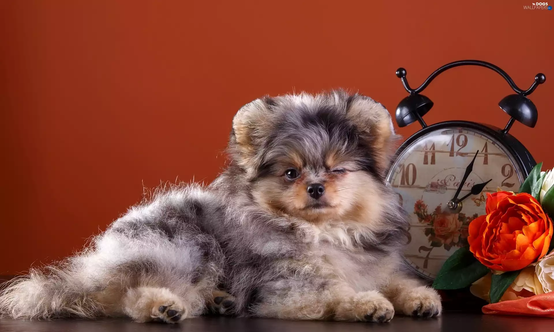 dog, Clock, Colourfull Flowers, point