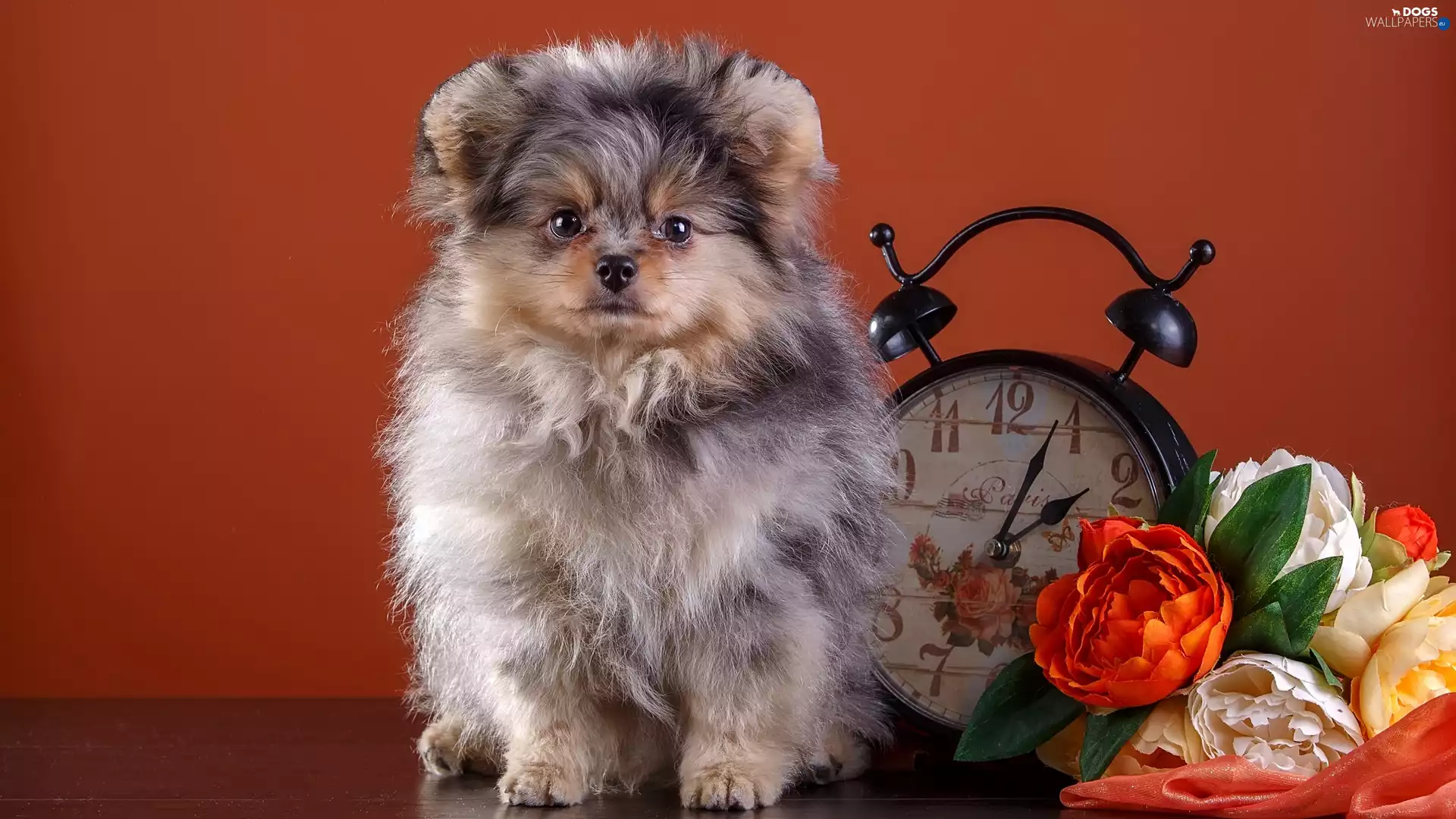 Toy Spitz, alarm clock, Flowers, Puppy