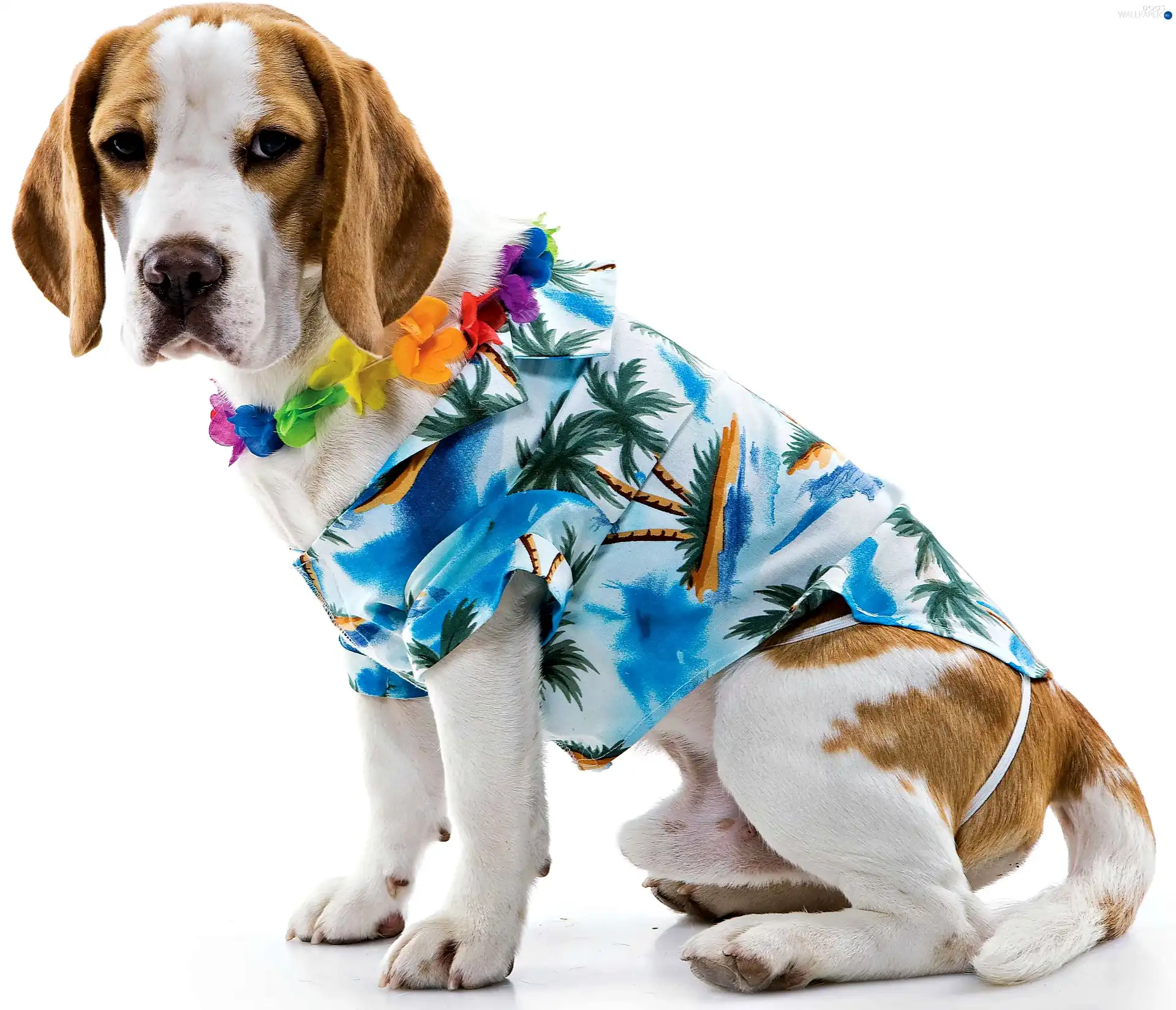 clothes, Beagle Dogs wallpapers 3200x2749
