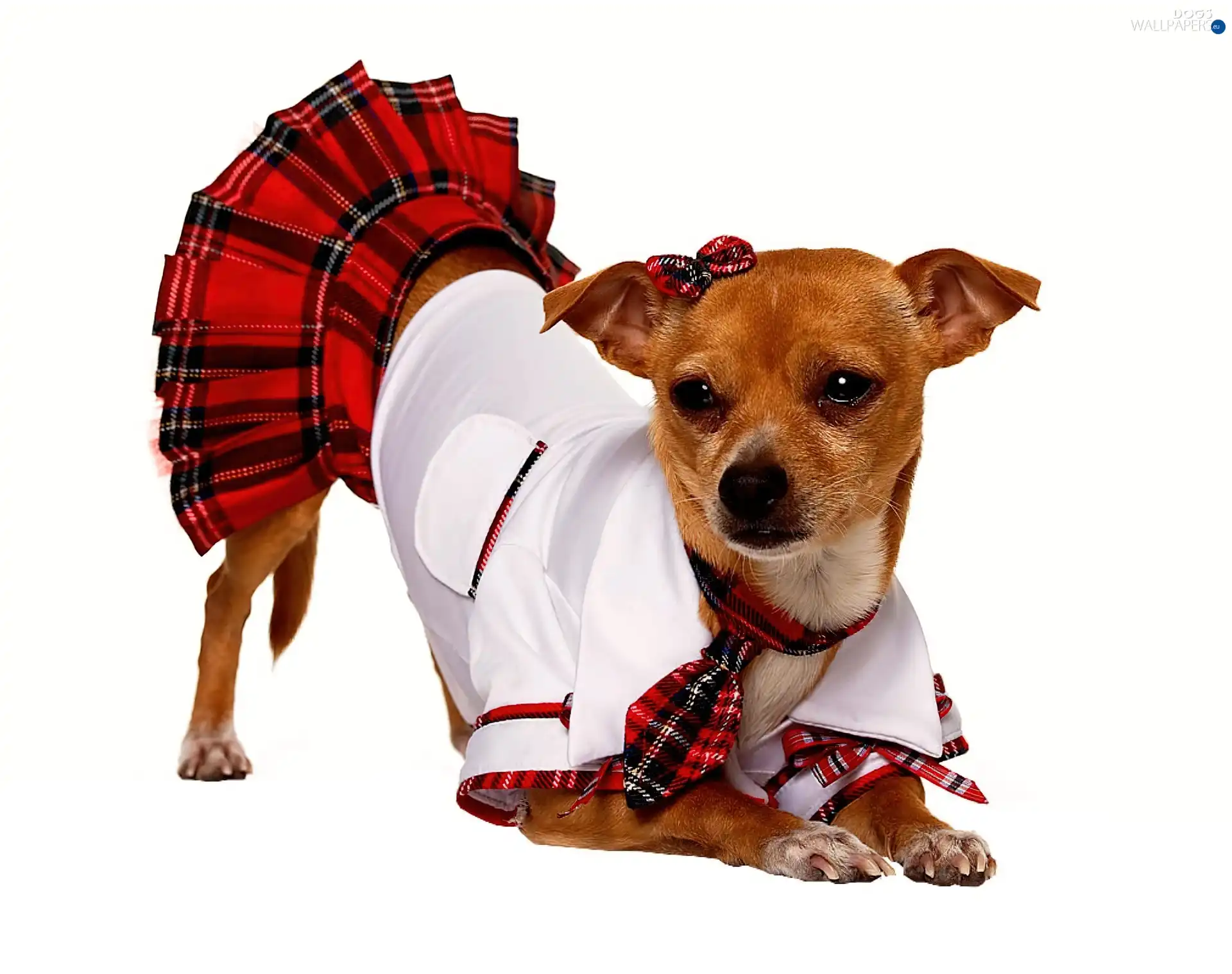 Chihuahua, clothes, doggy