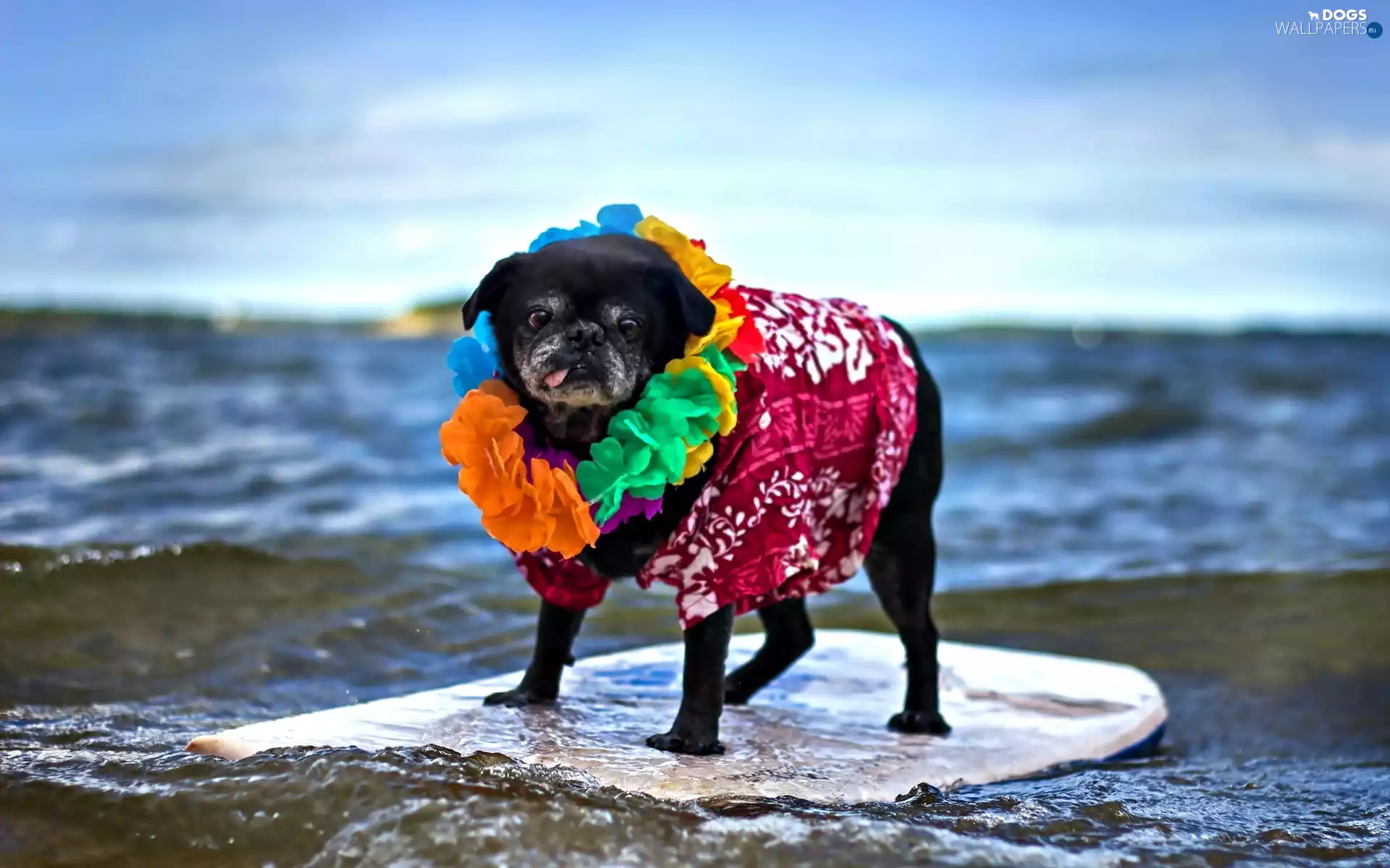 Funny, clothes, dog, pug, Black