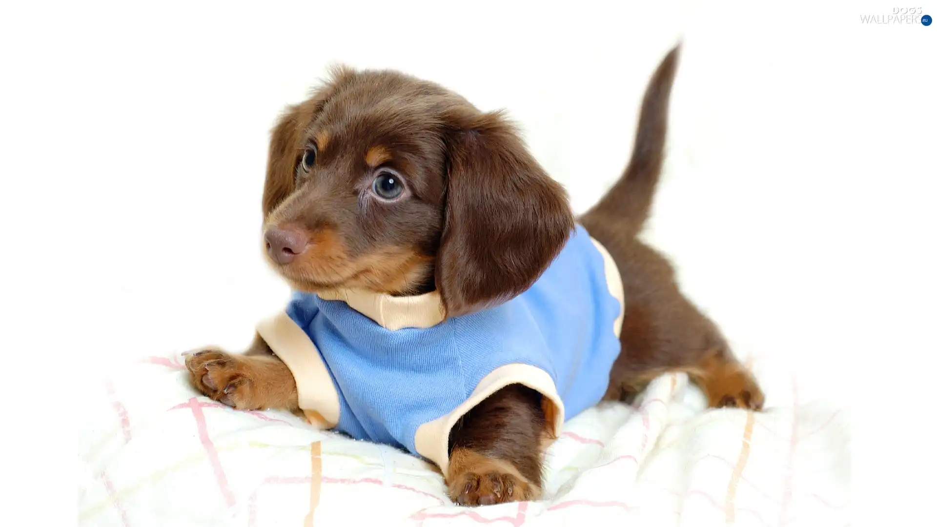 dachshund, clothes, honeyed, doggie