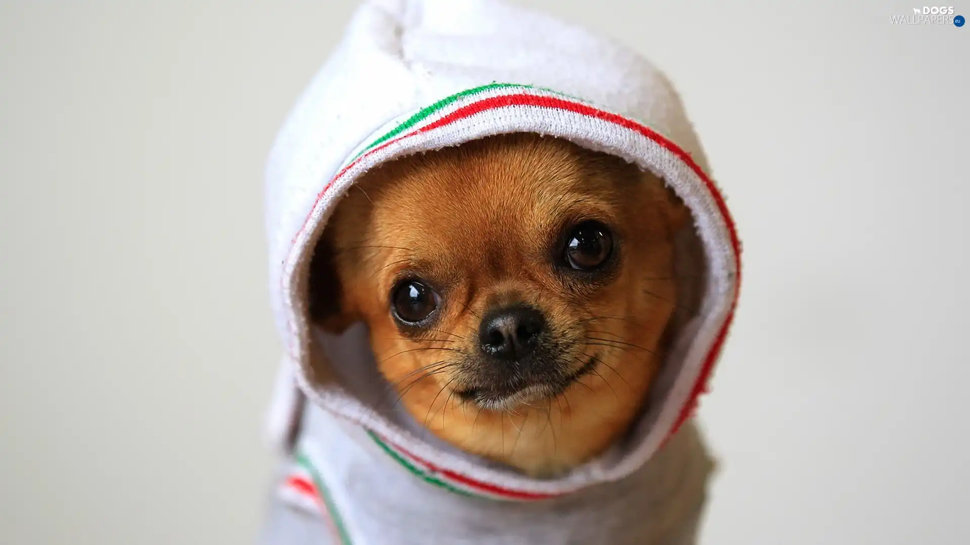 doggy, clothes, small