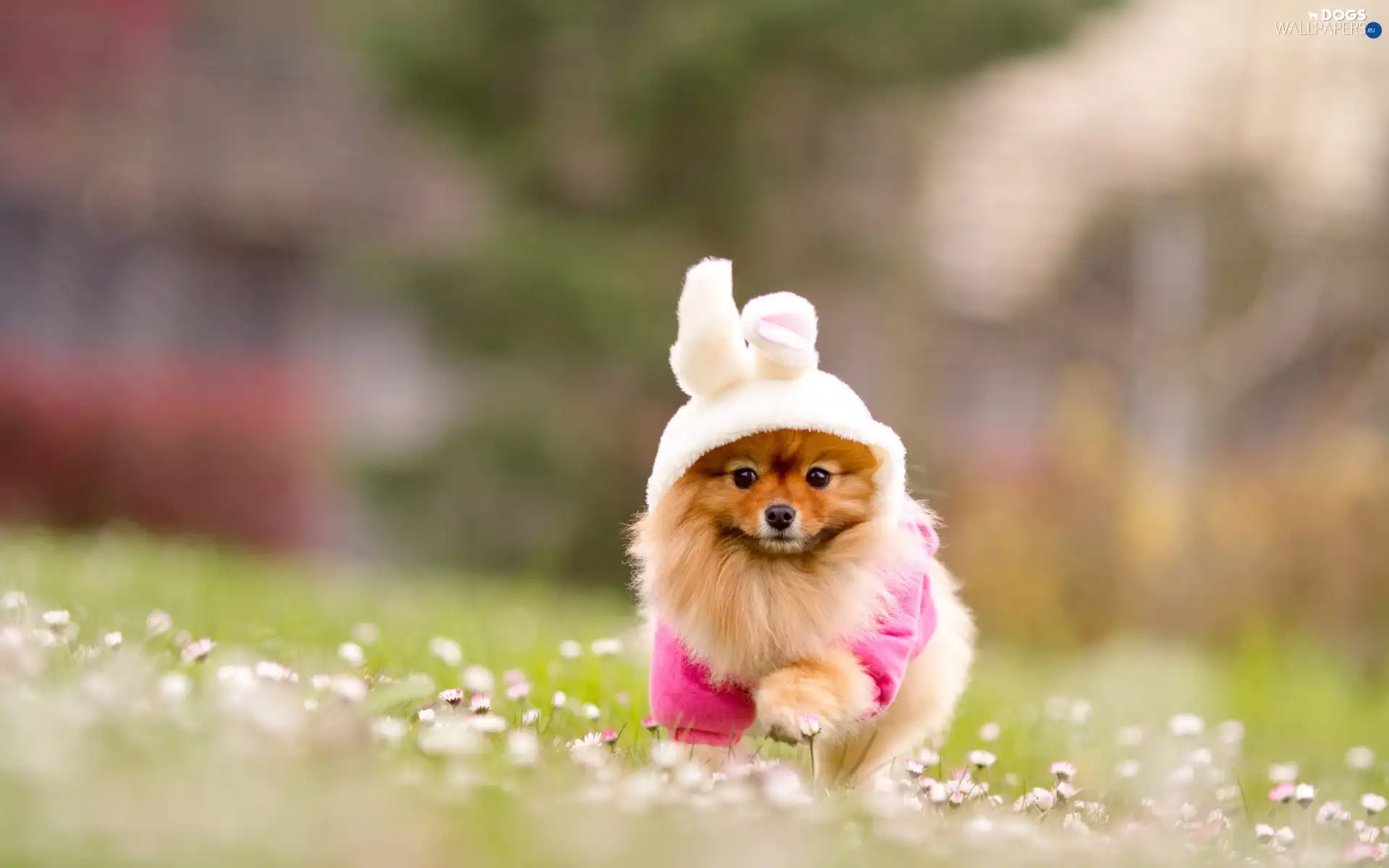 clothes, doggy