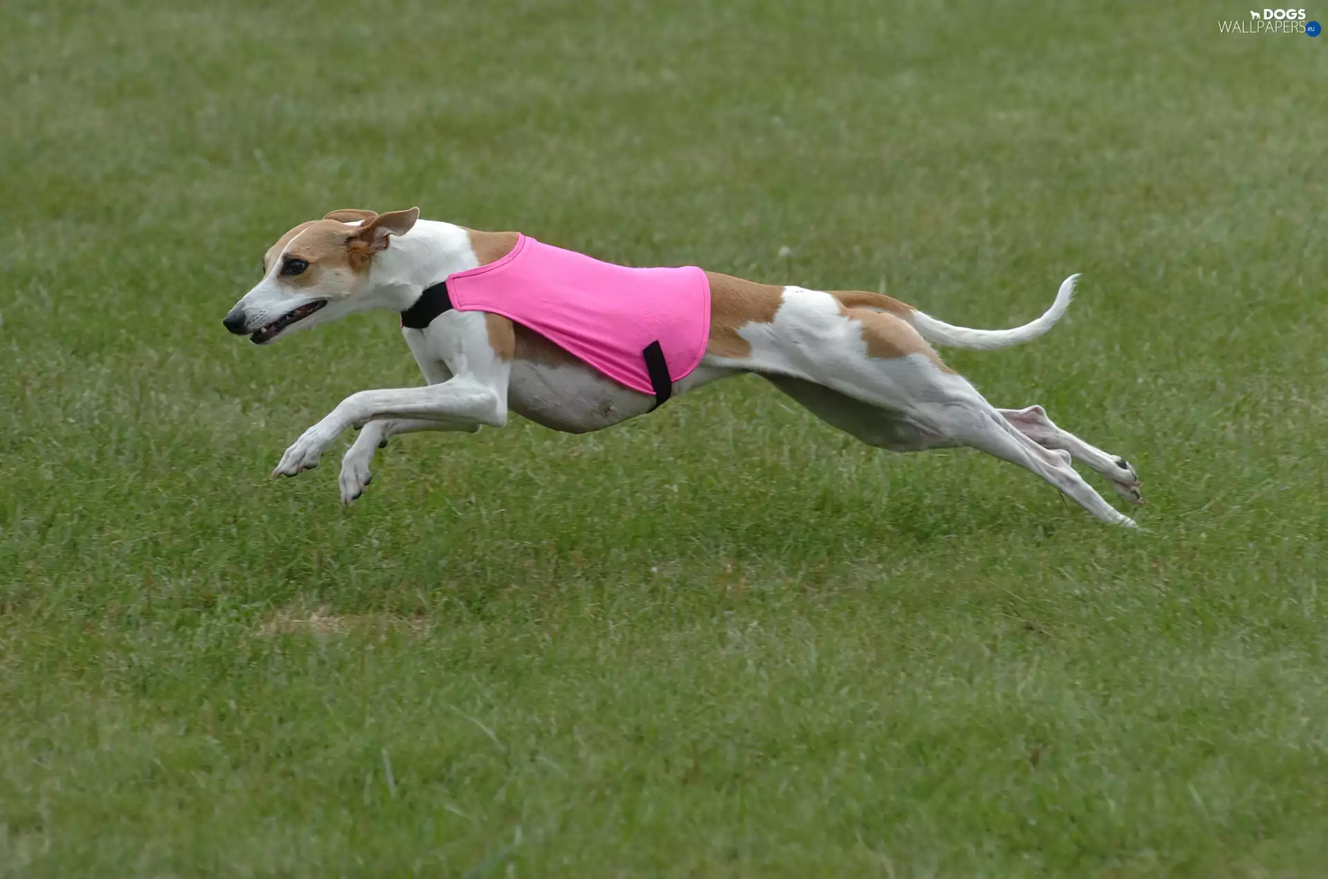 clothes, Whippet, Pink