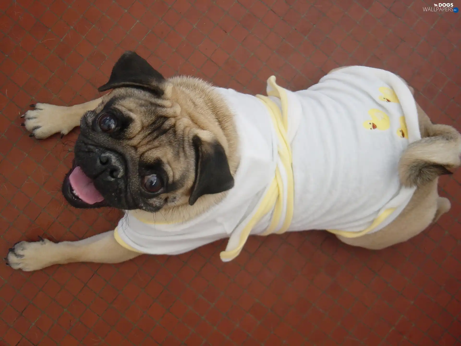 pug