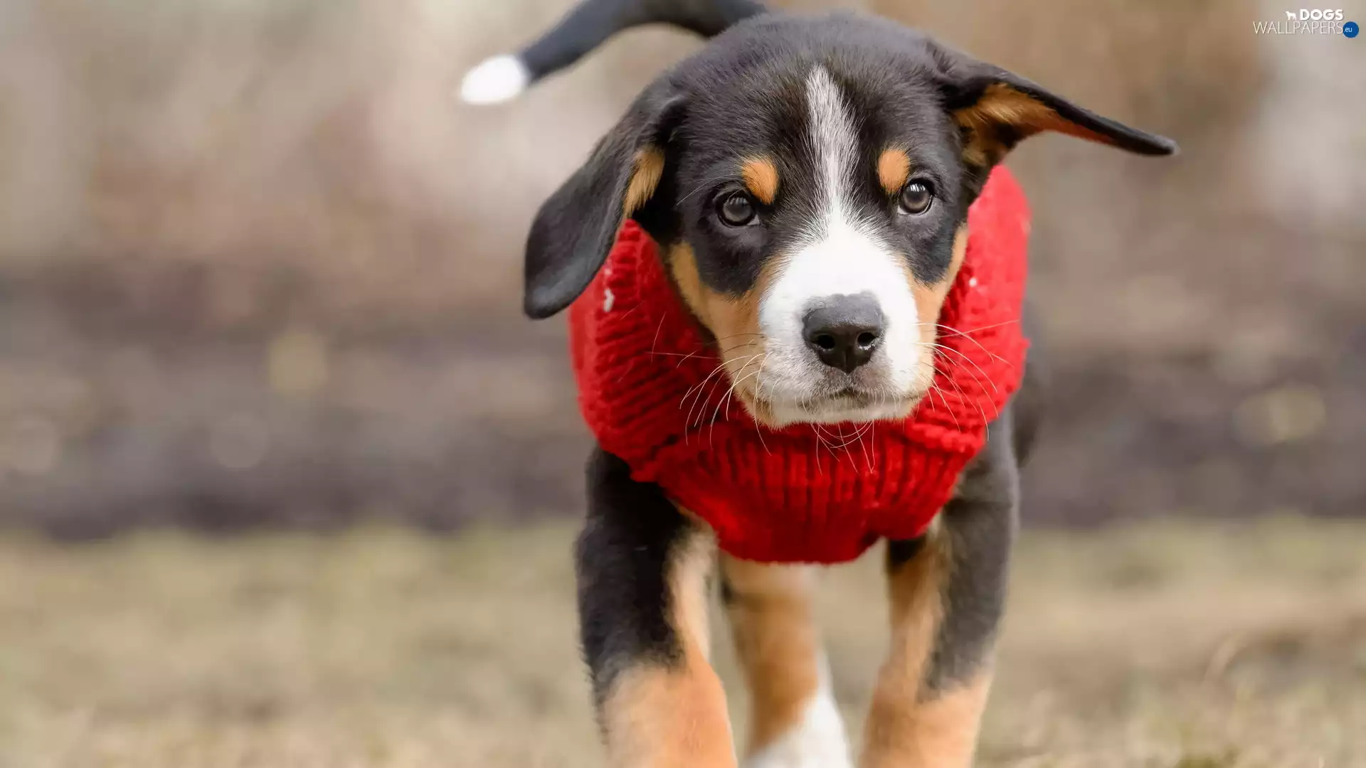 Red, clothes, Puppy, Entlebucher, dog
