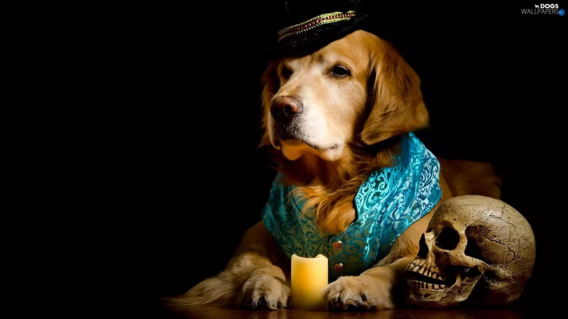 candle, skull, Hat, clothes, Golden Retriever