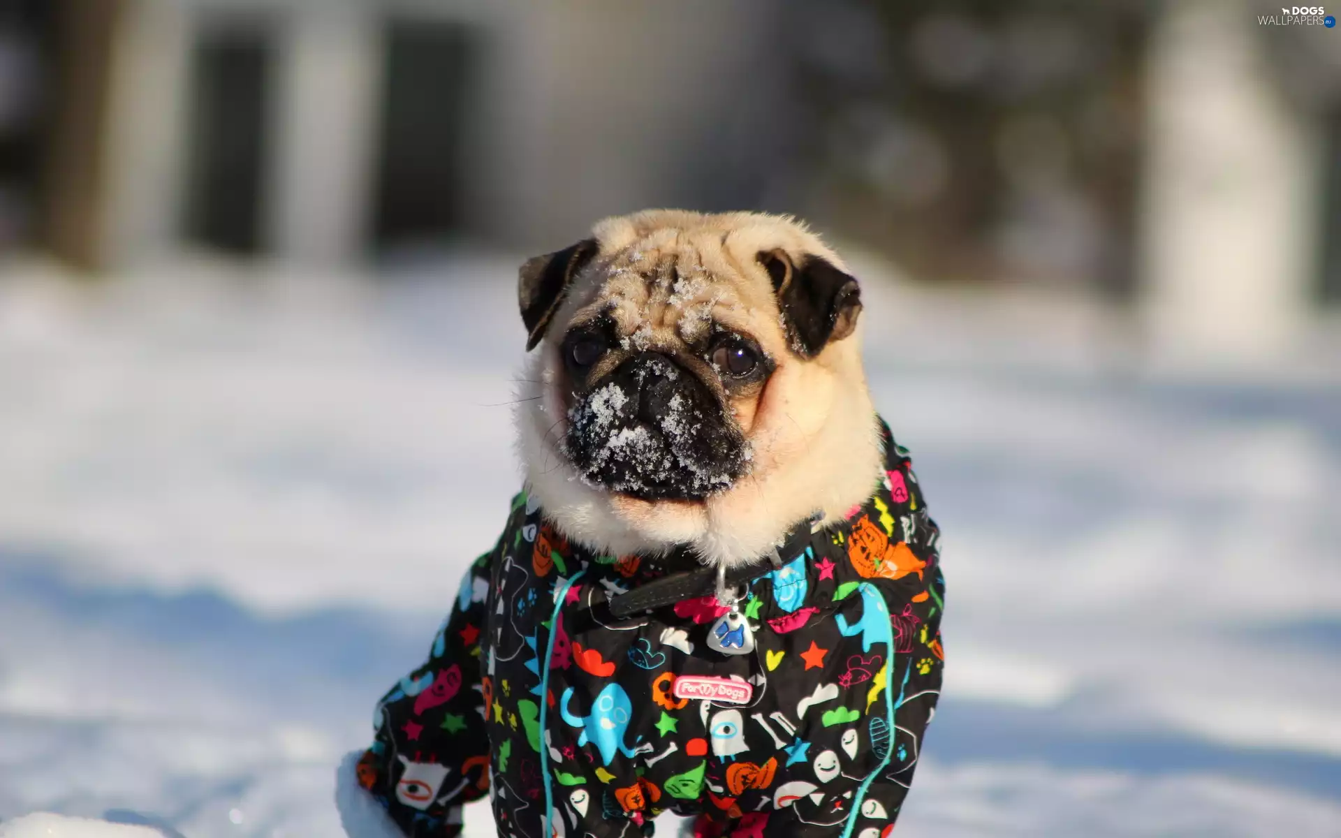 clothes, pug, snow