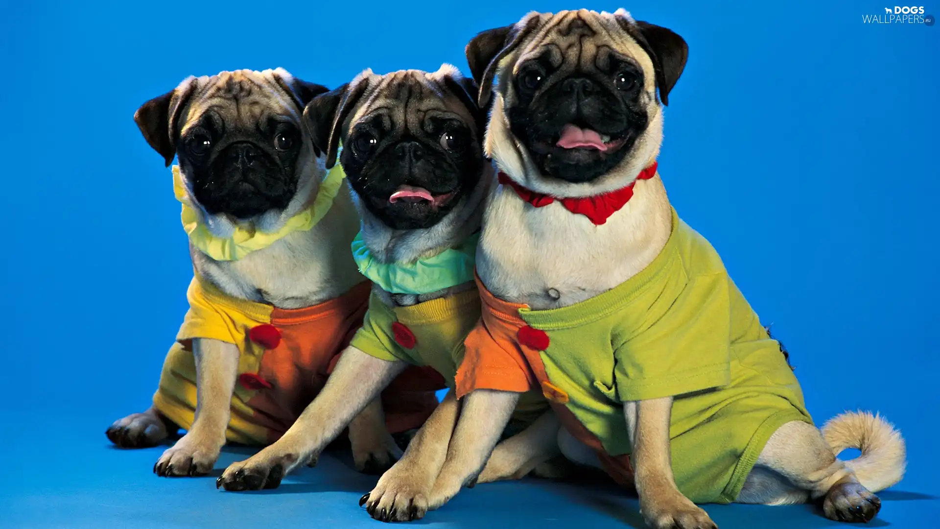 clothes, color, Three, pugs