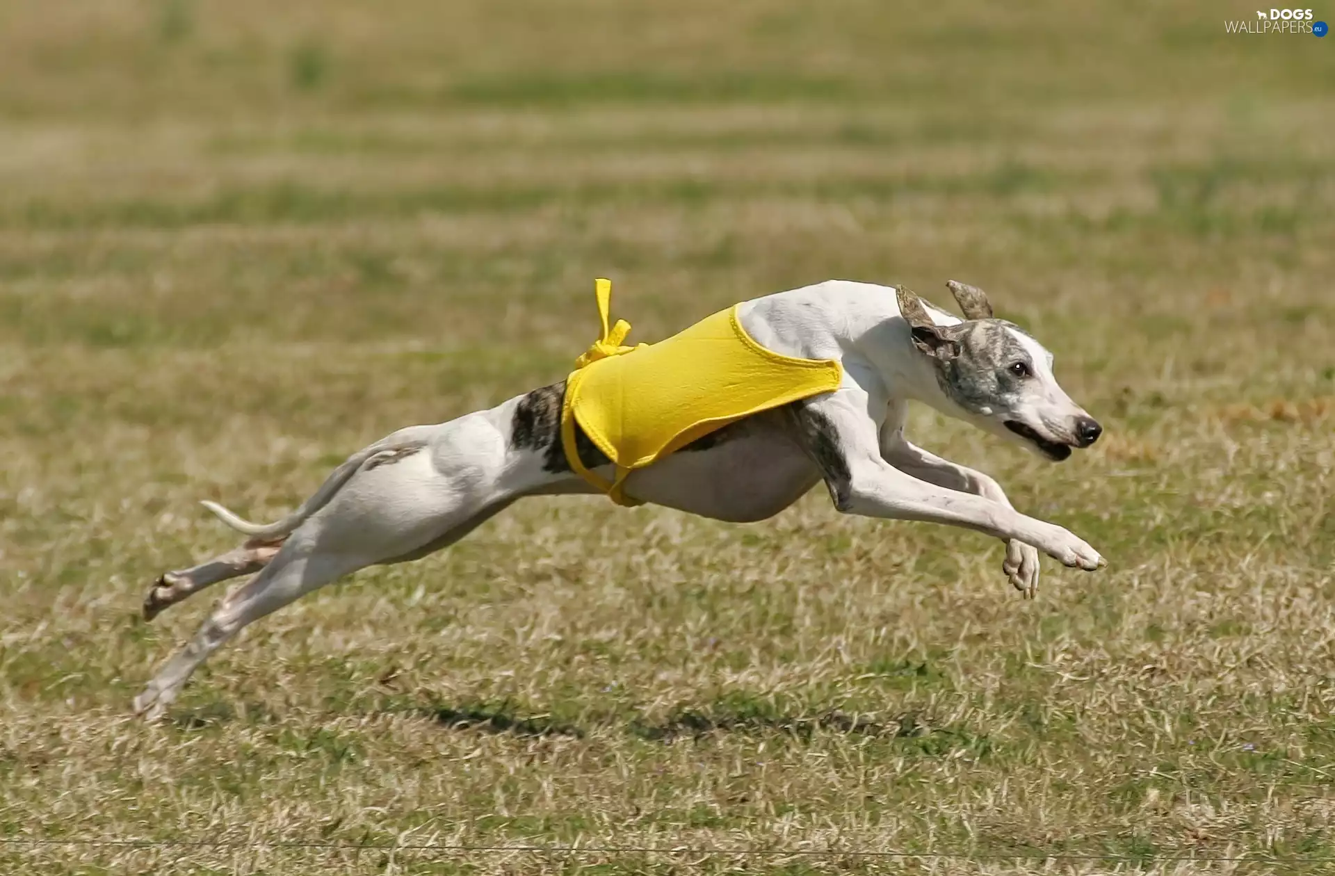 clothes, Whippet, Yellow