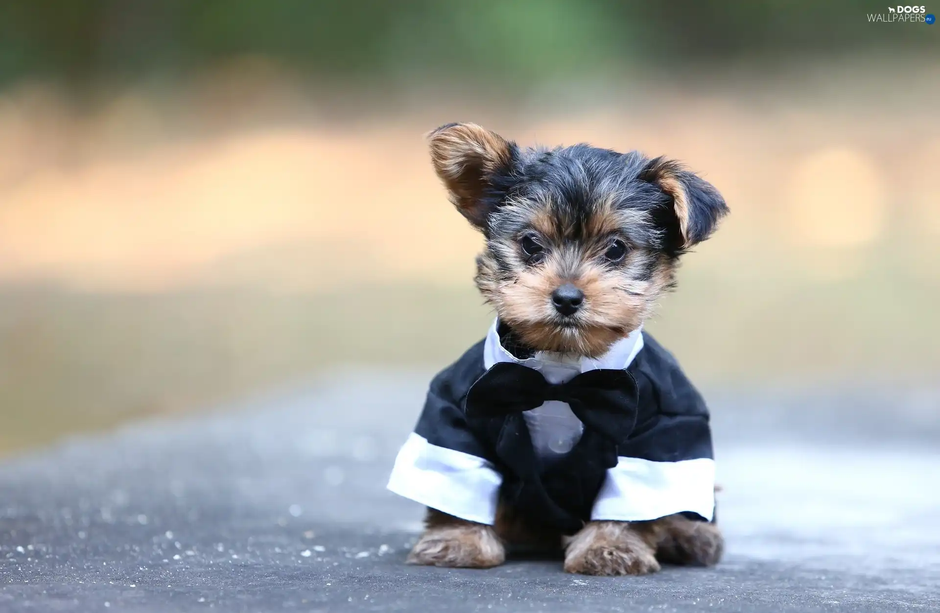 York, clothes, Puppy