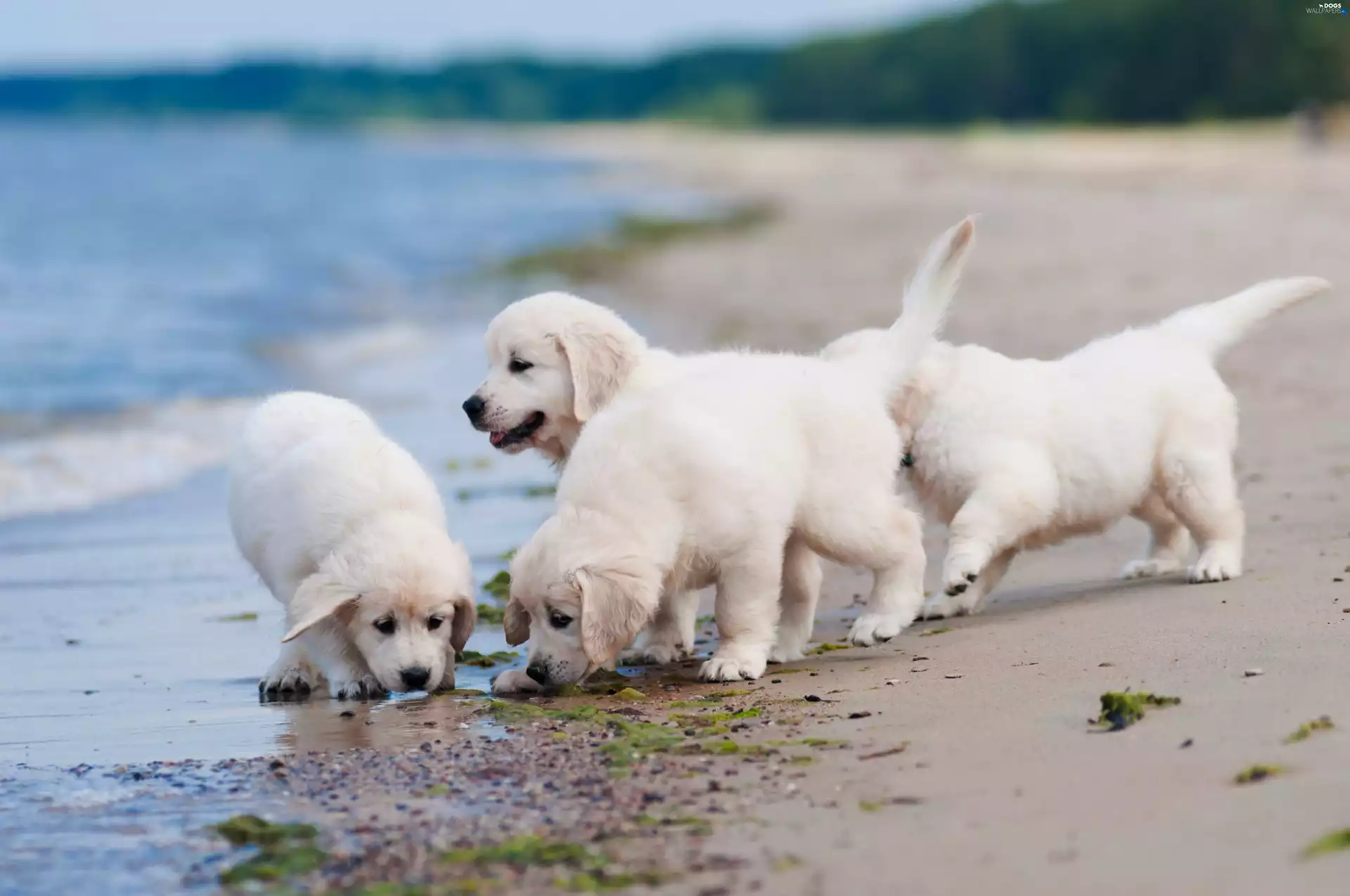 Beaches, Coast, golden, retriever, Puppies