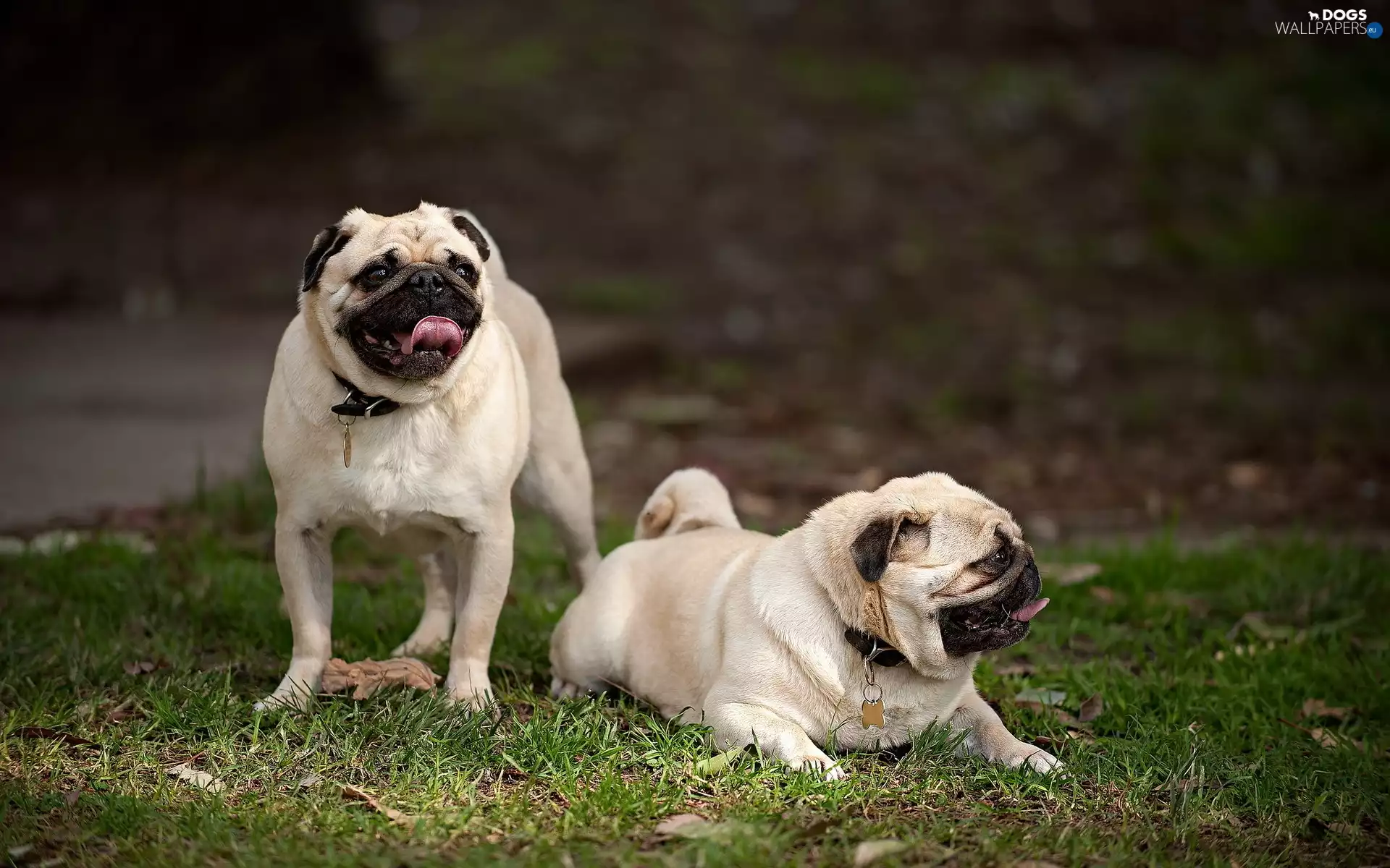 pugs, rivers, Meadow, coast