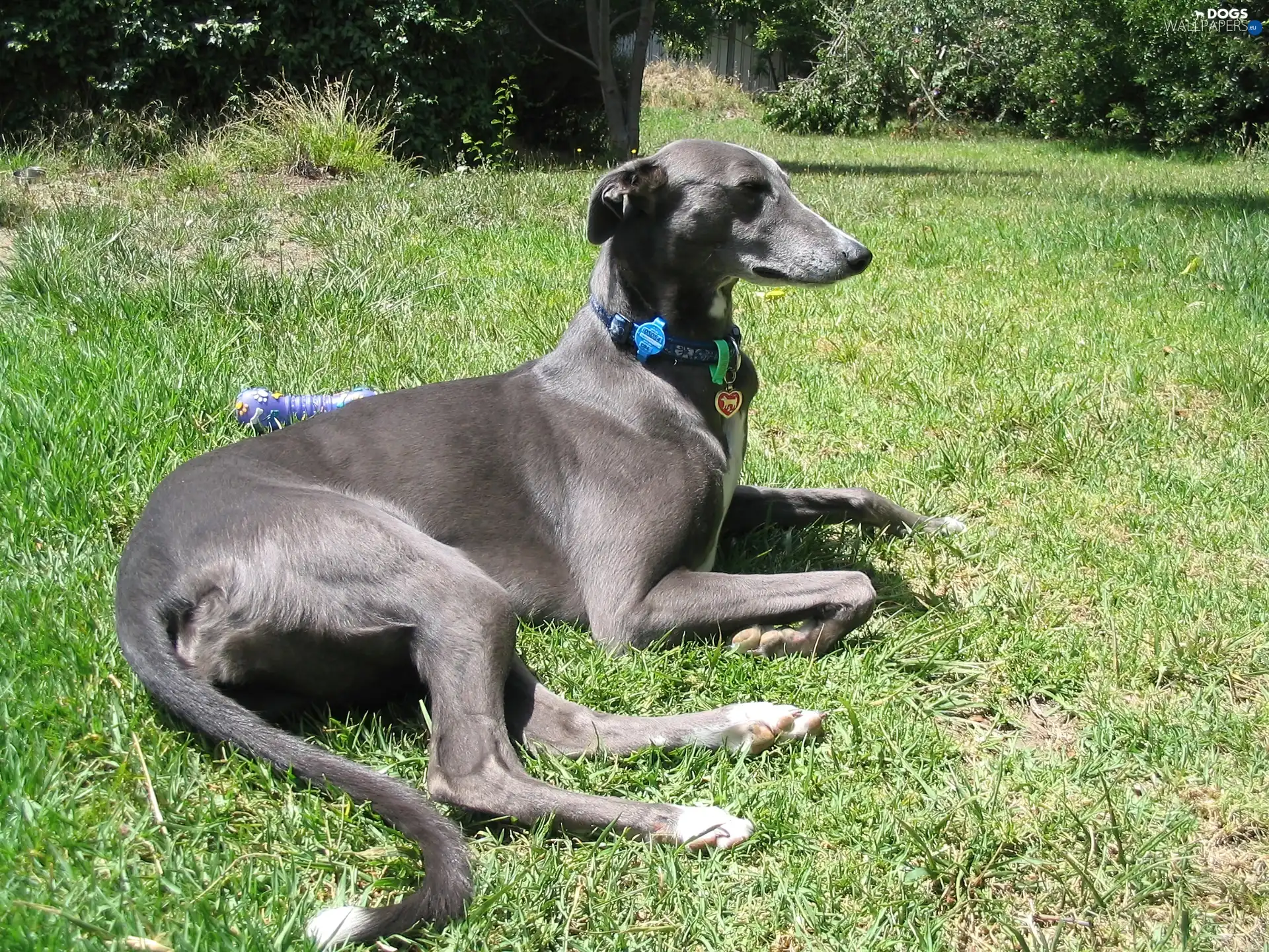 Grey, coat, Greyhound