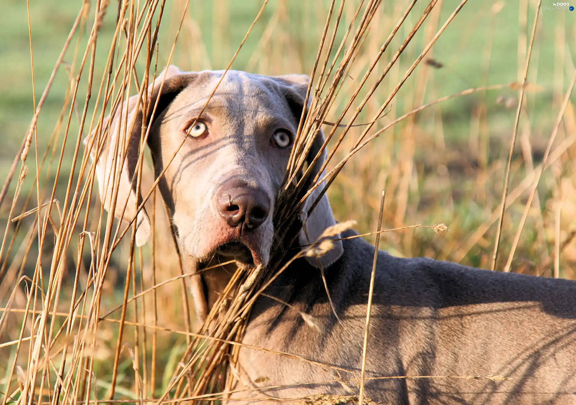Grey, coat, Weimaraner