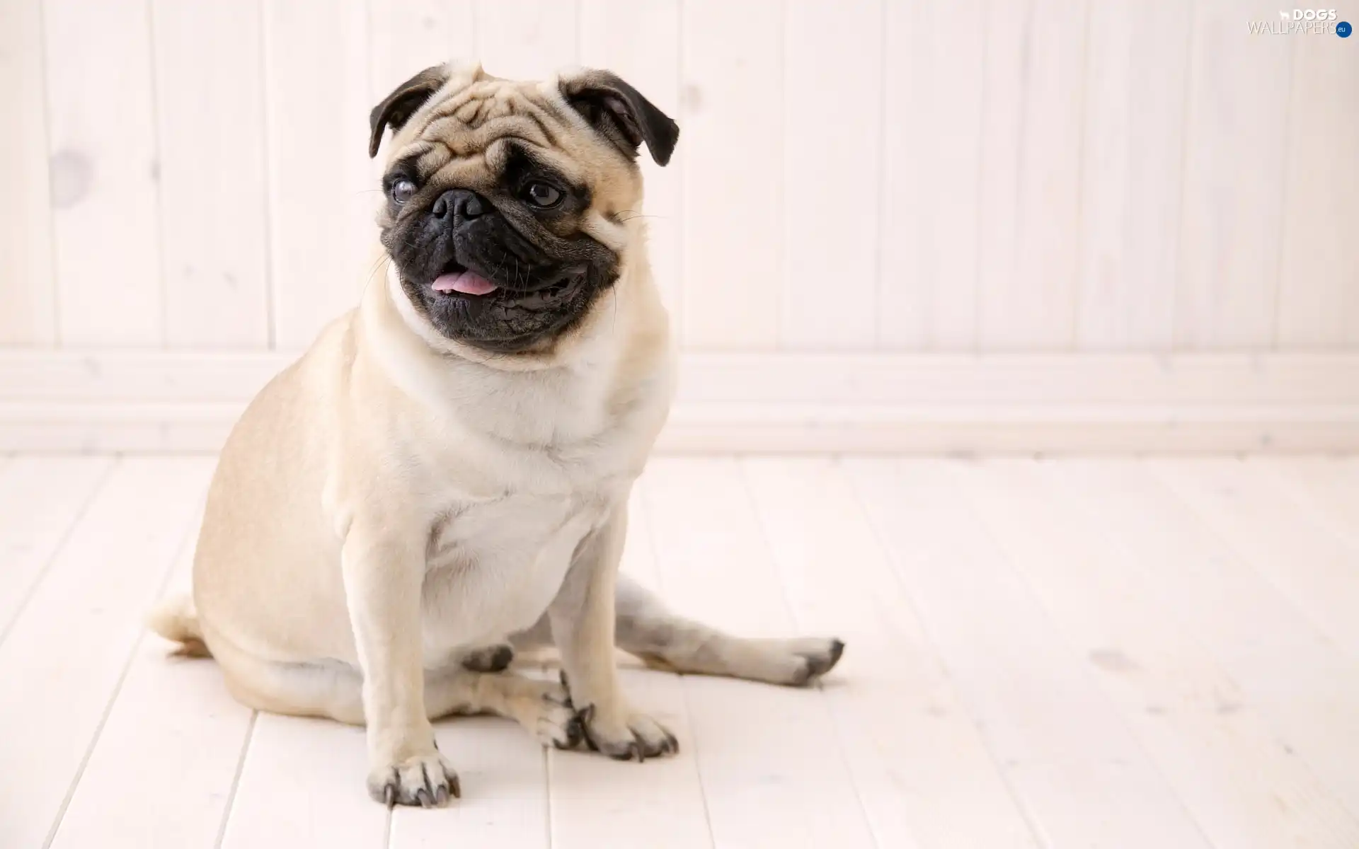 sand, coat, pug