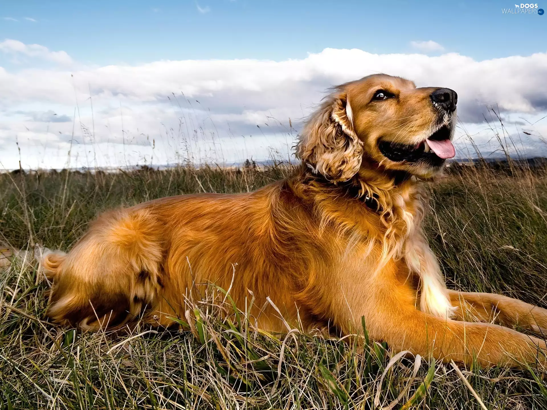 dog, Meadow, clouds, Cocker