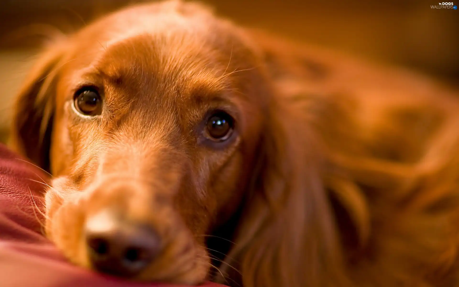 Cocker, muzzle, doggy, sad
