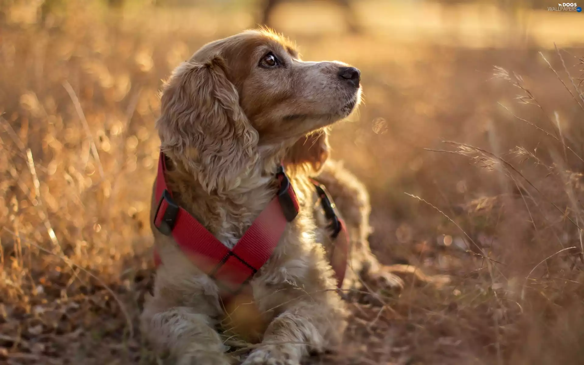 dog, grass, English Cocker Spaniel, dry