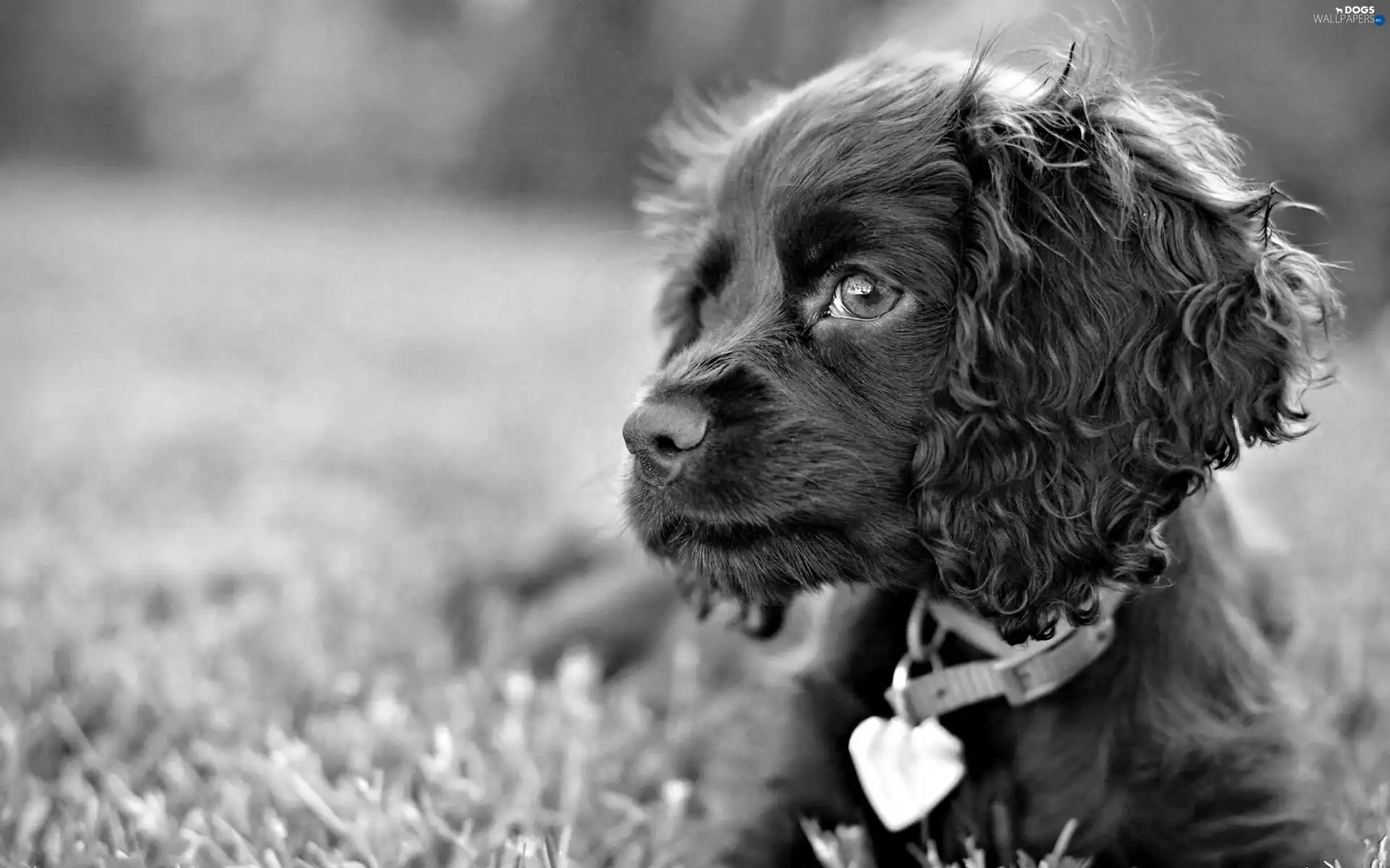 English Cocker Spaniel, dog-collar, dog, ears