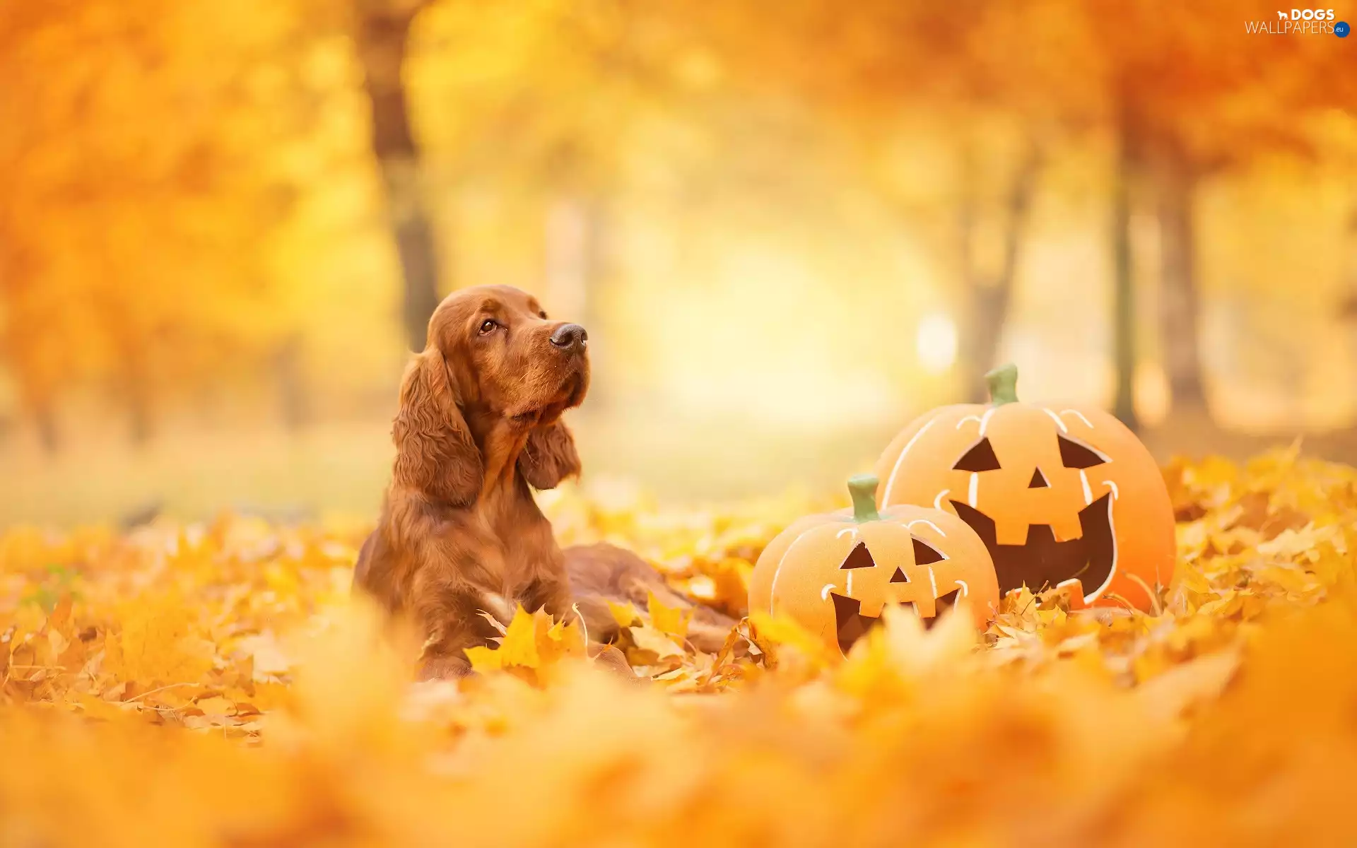 Leaf, pumpkin, English Cocker Spaniel, autumn, dog