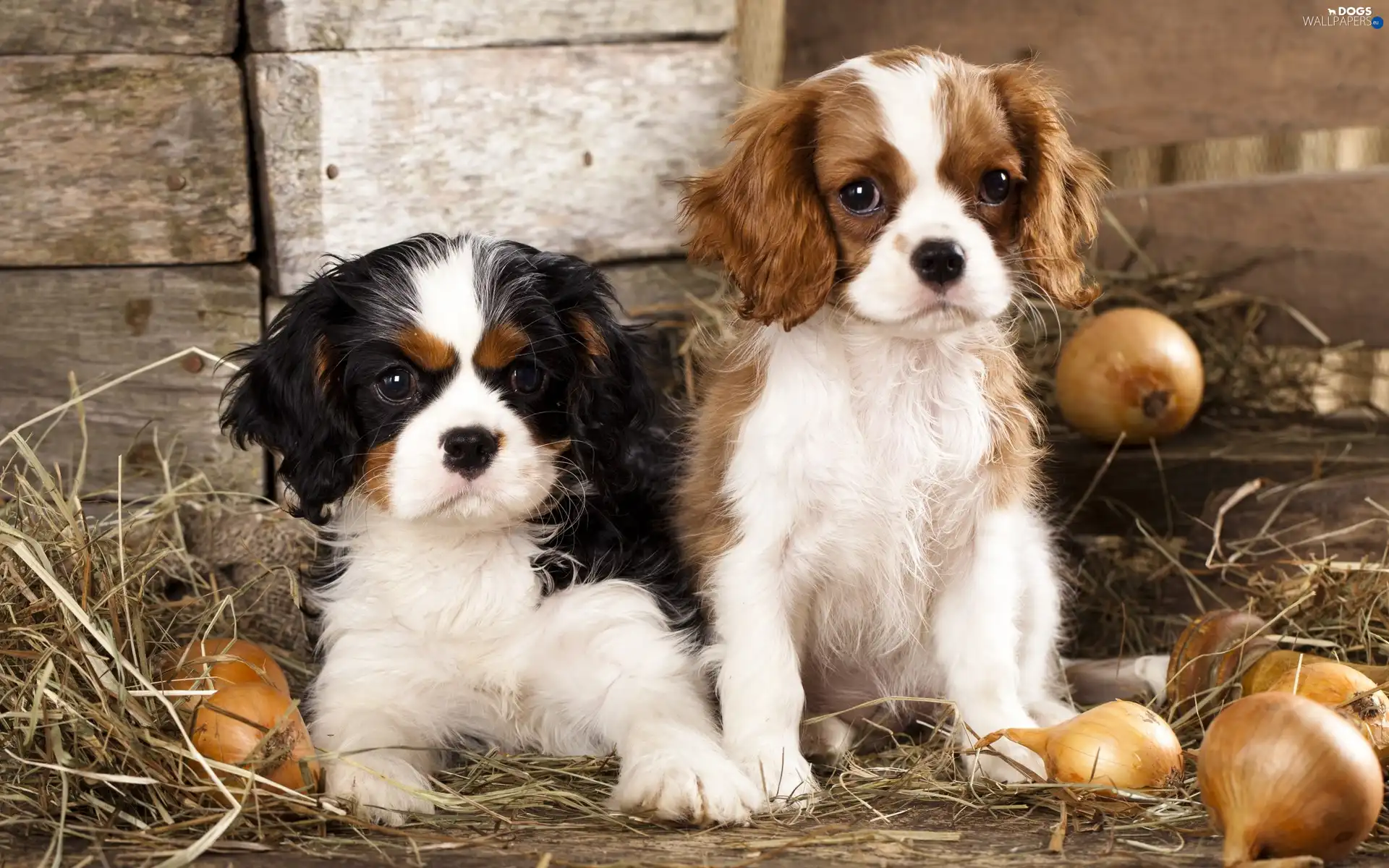 puppies, Dogs
