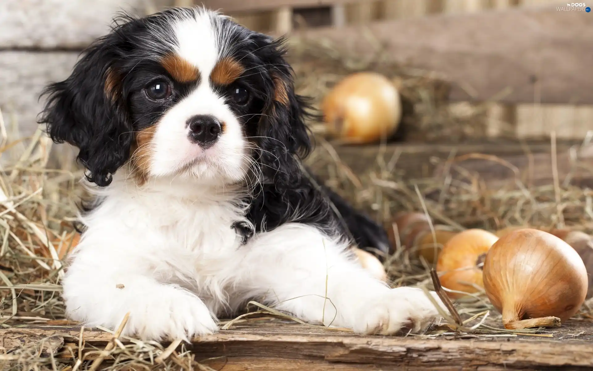 Puppy, Cocker, dog